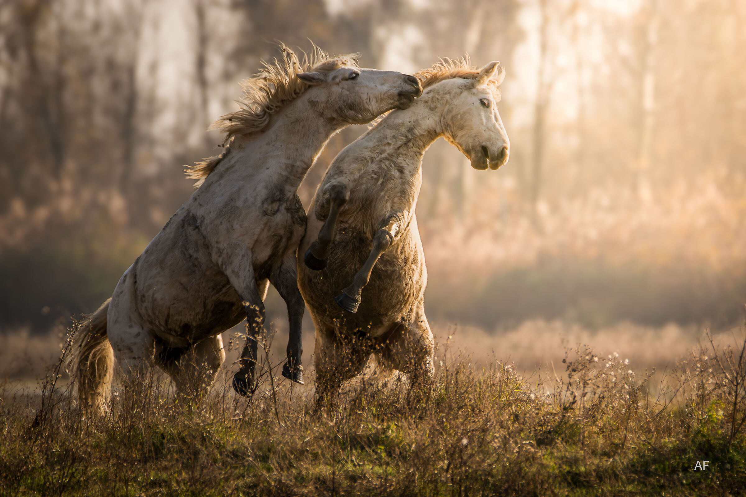 Elegance and freedom