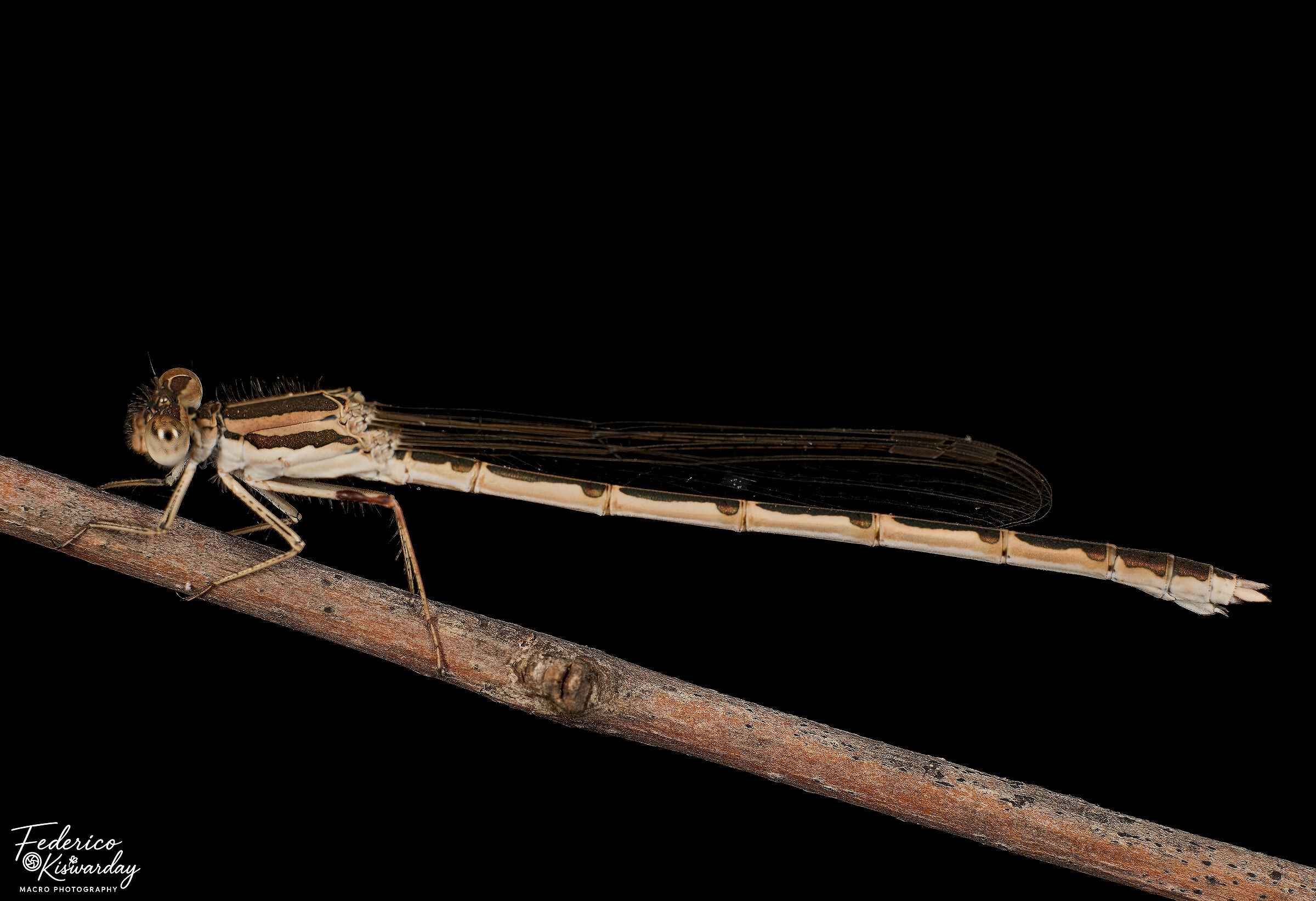 Sympecma fusca: the only damsel that winters