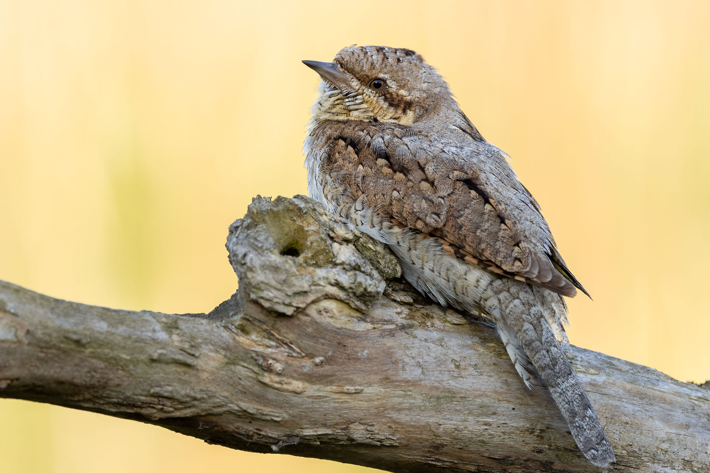 Wryneck