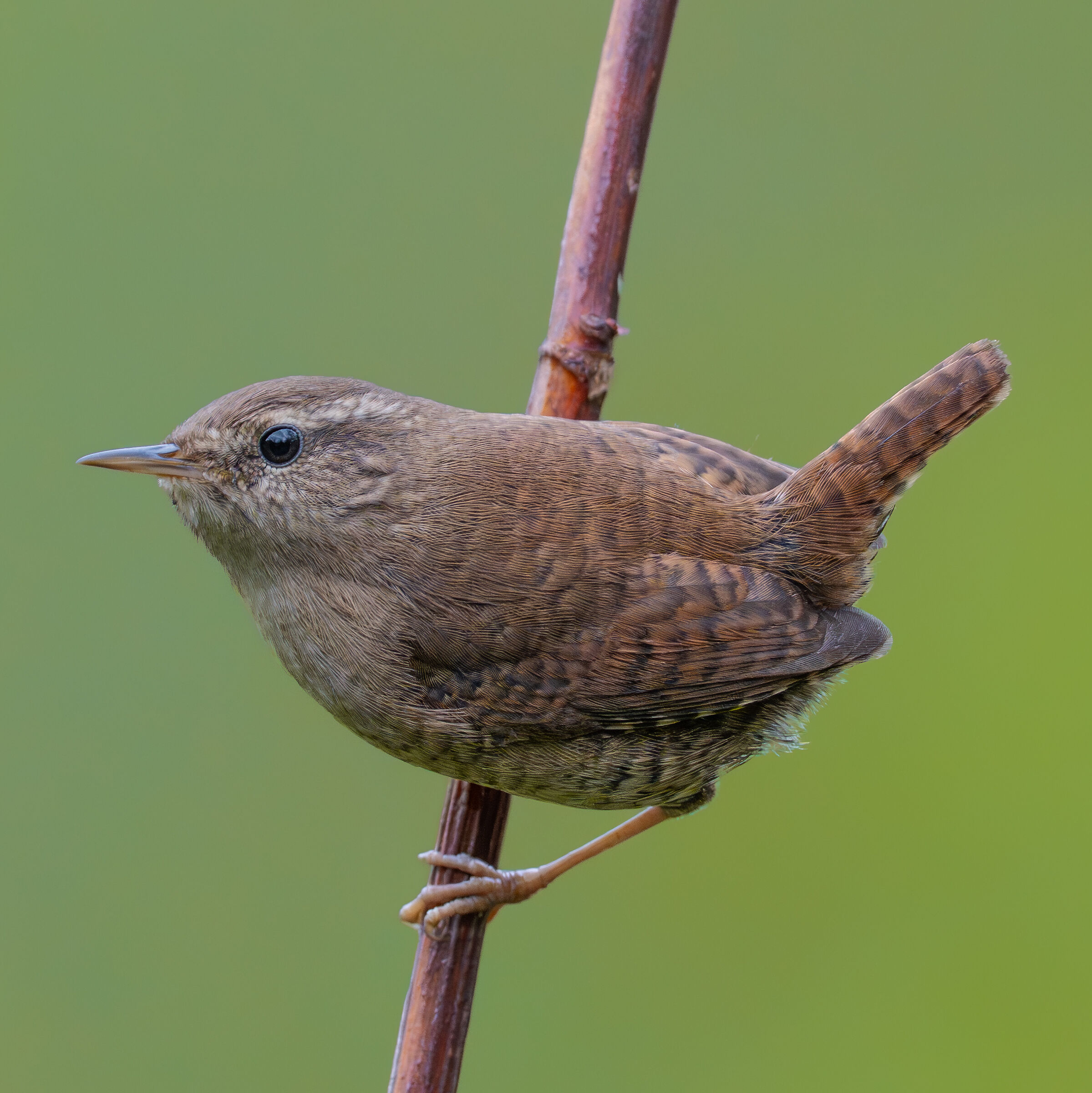 Wren