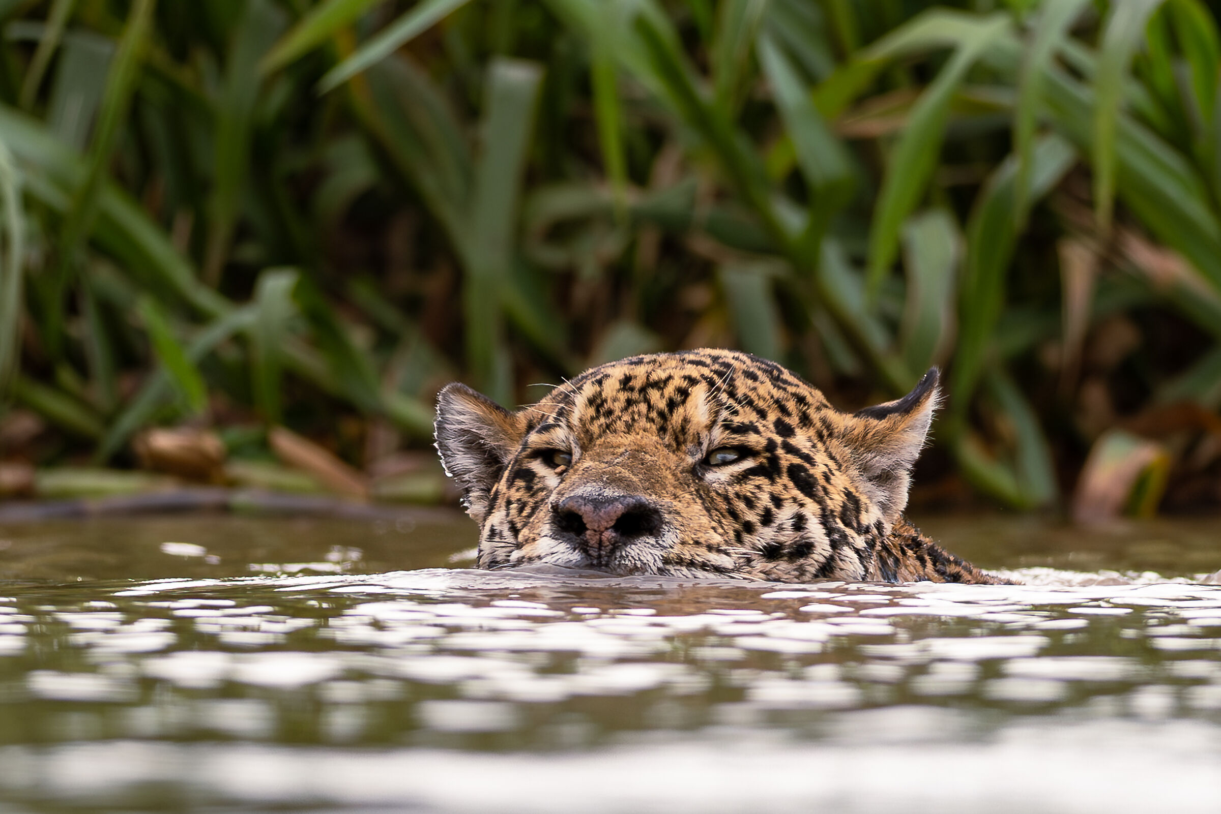 Panthera onca