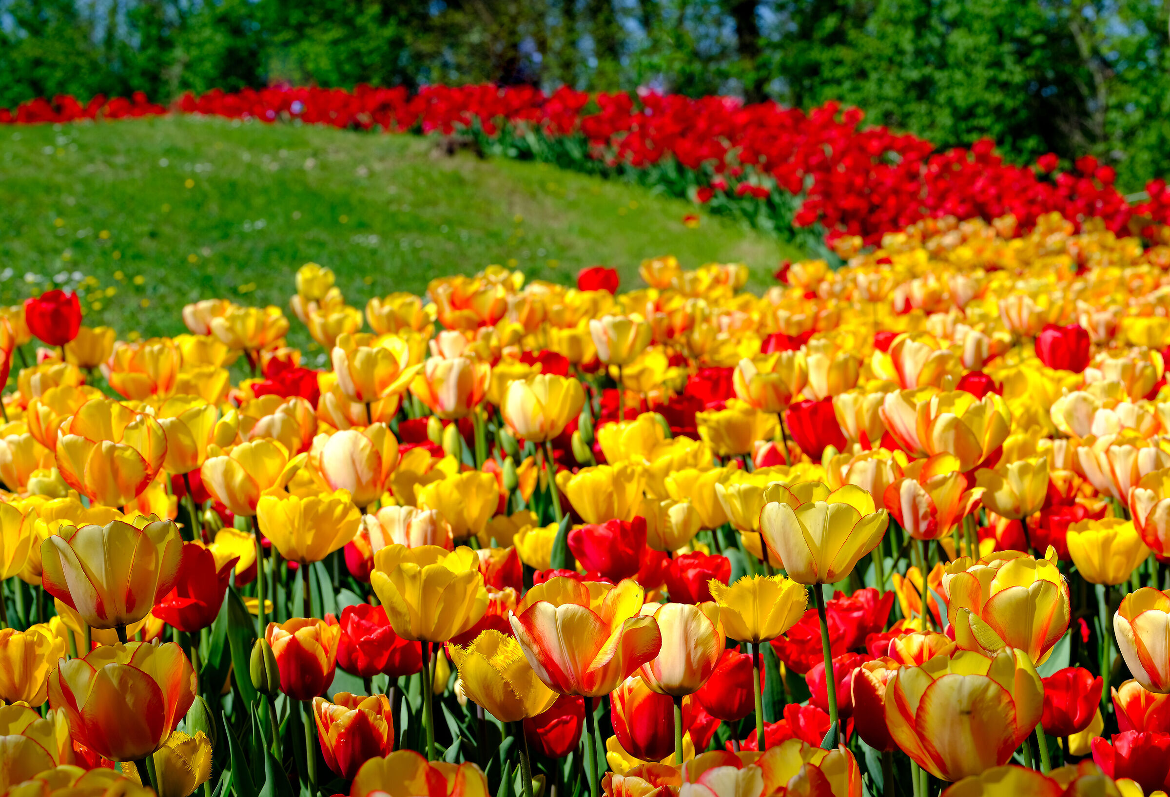 Messer tulipano - Pralormo