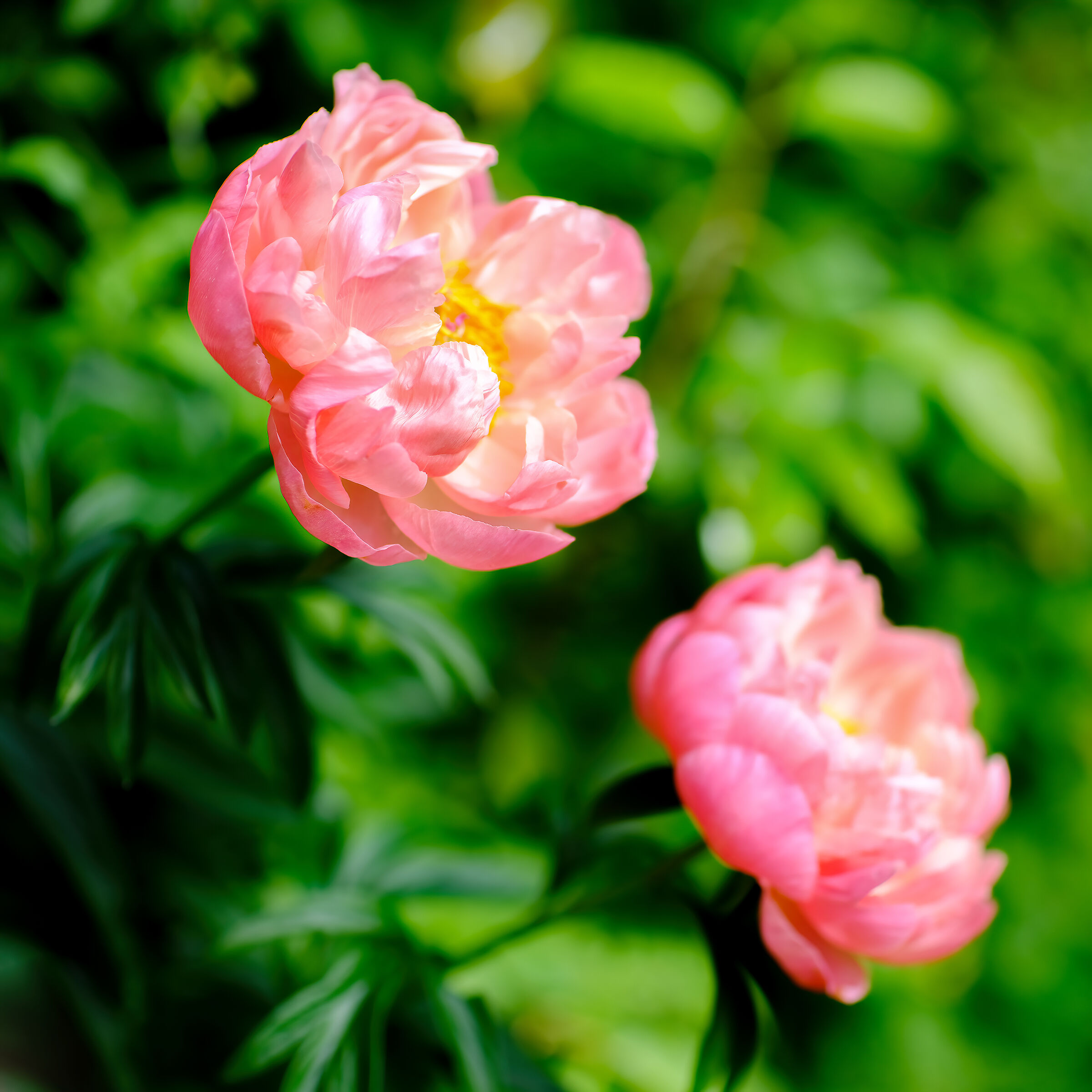 Peonies