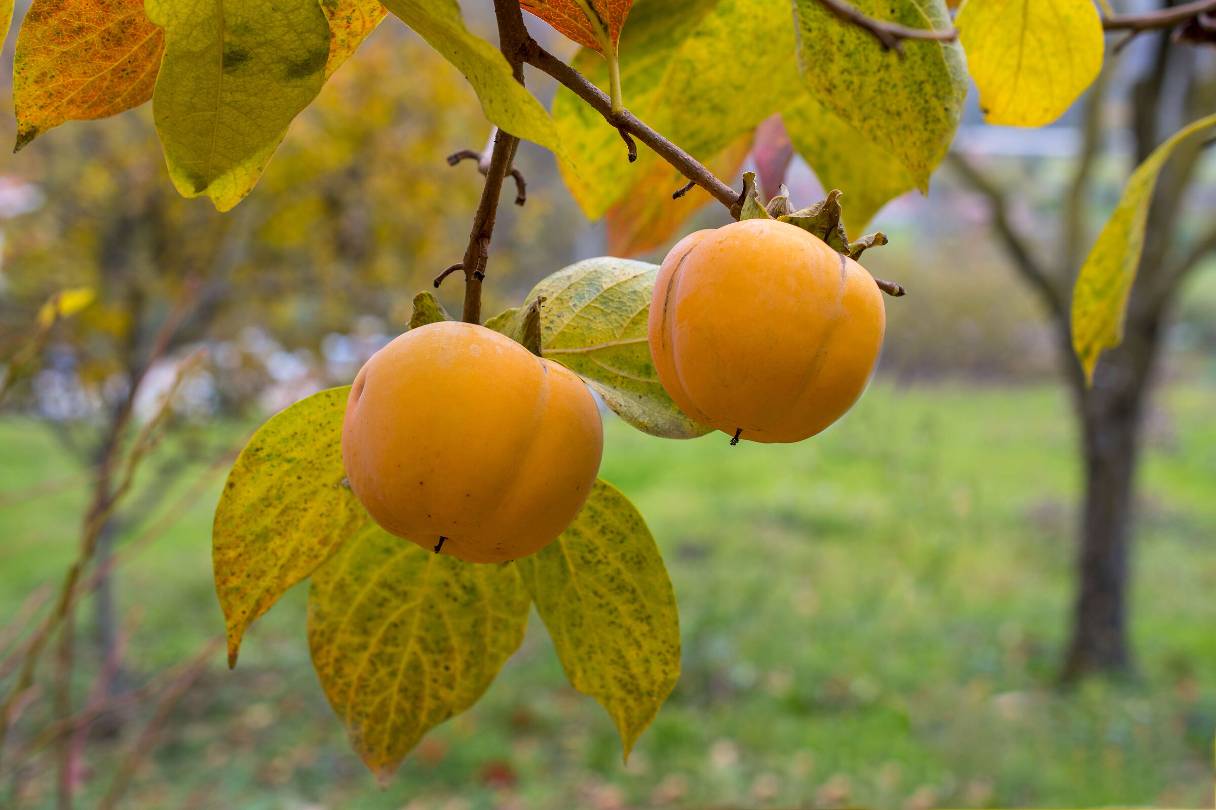 a shot of my persimmon plant...