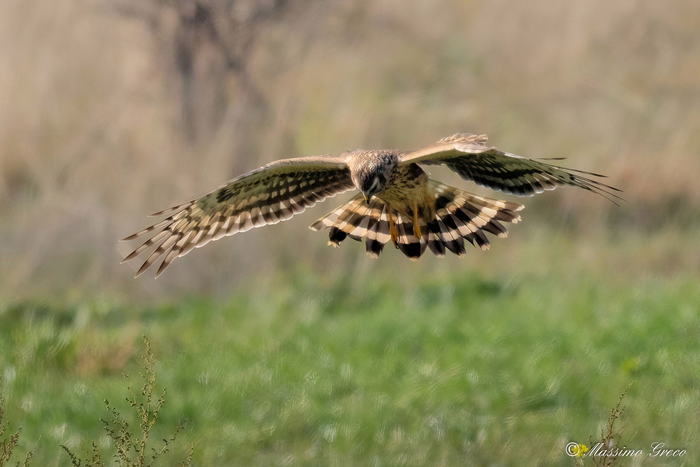 Albanella reale (Circus cyaneus) femmina