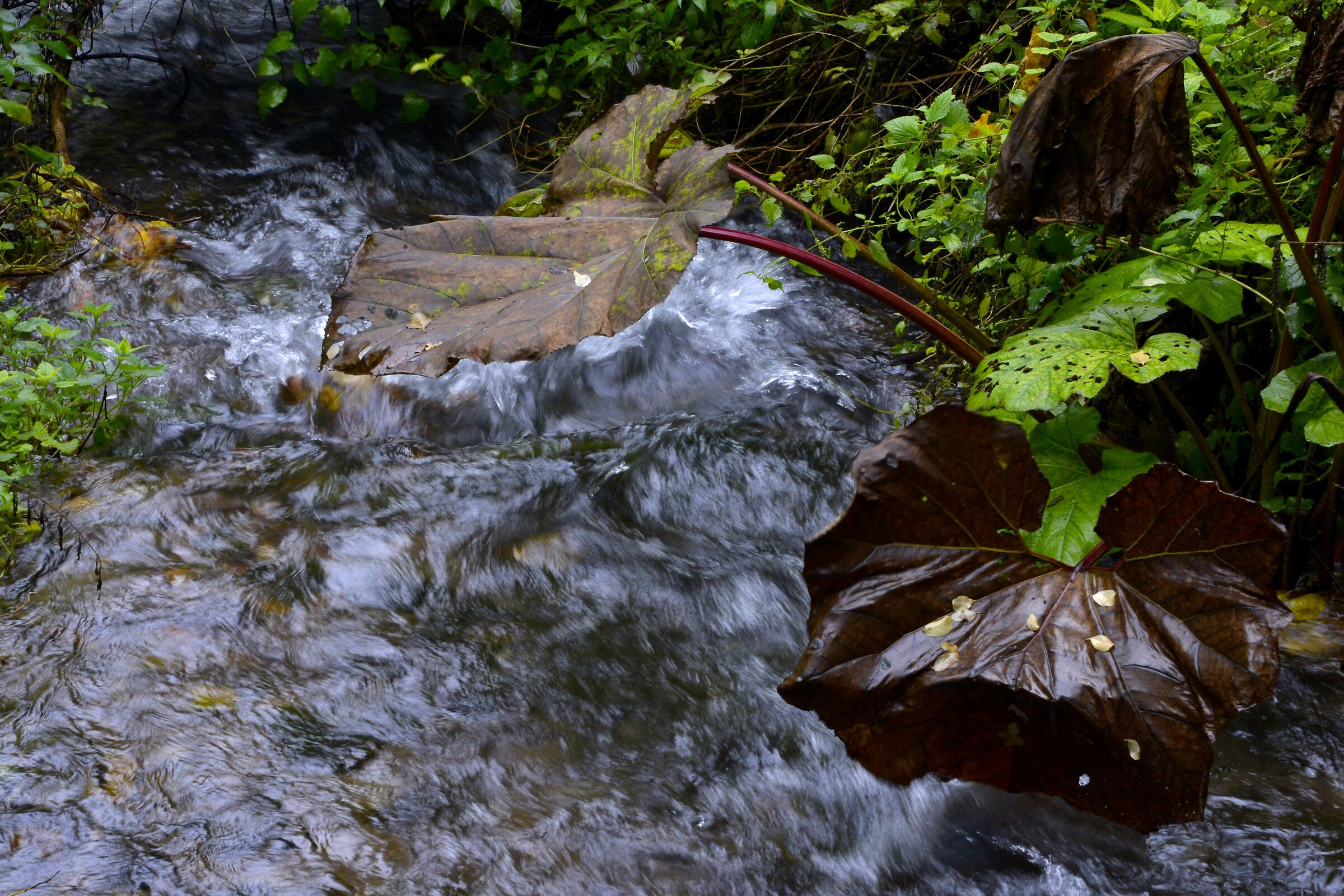 LEAVES IN THE CURRENT