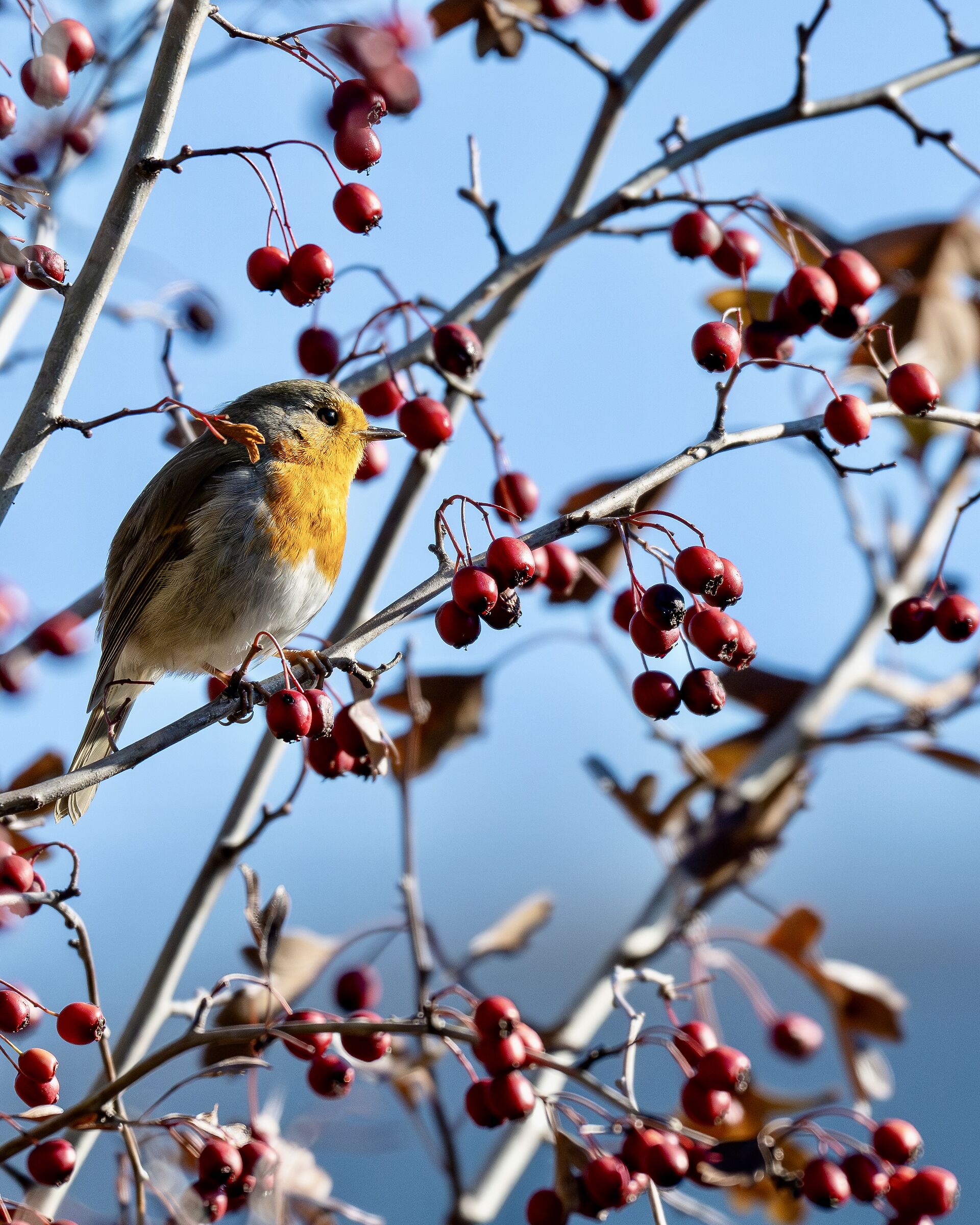 Robin among the berries