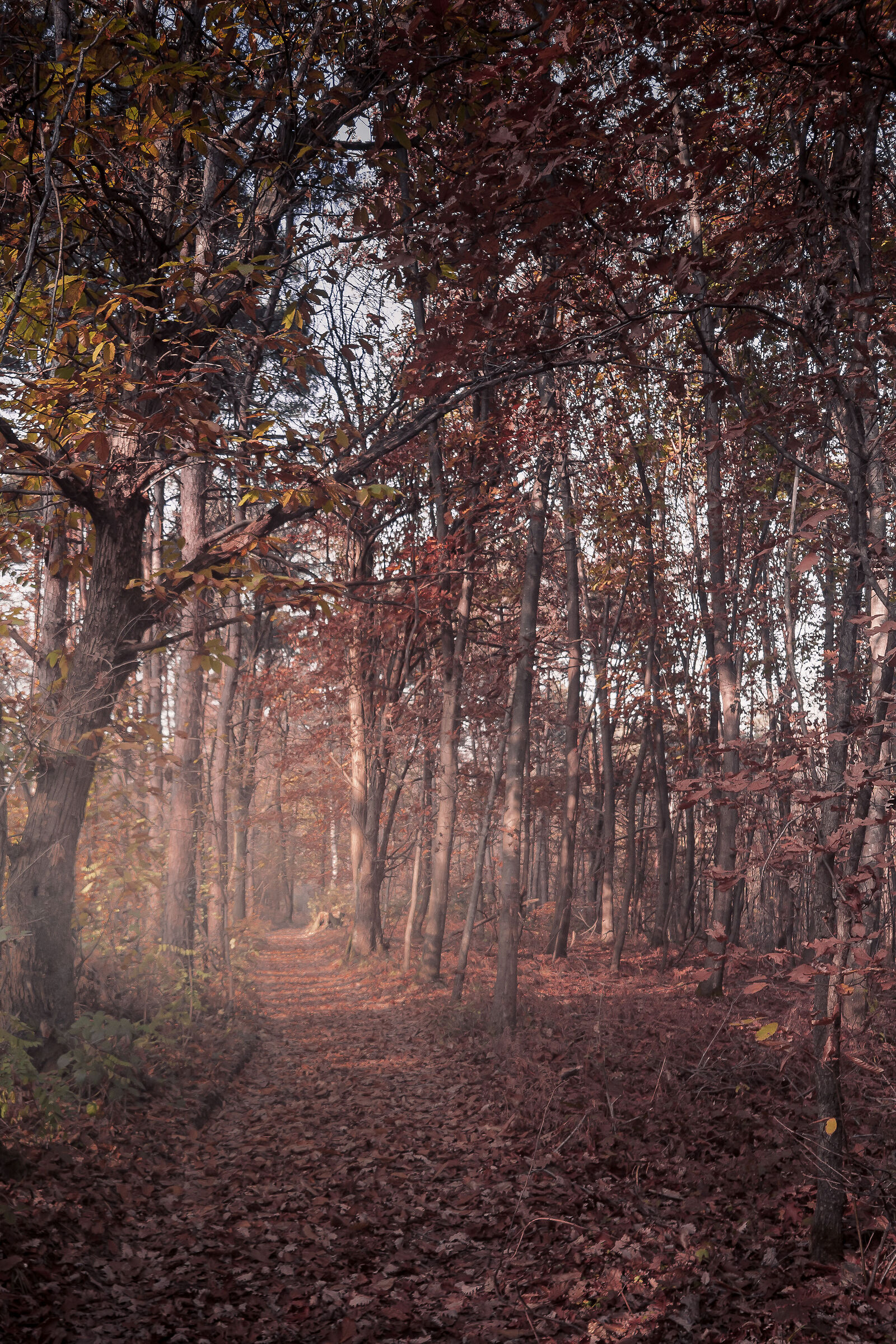 Autumn in Brianza