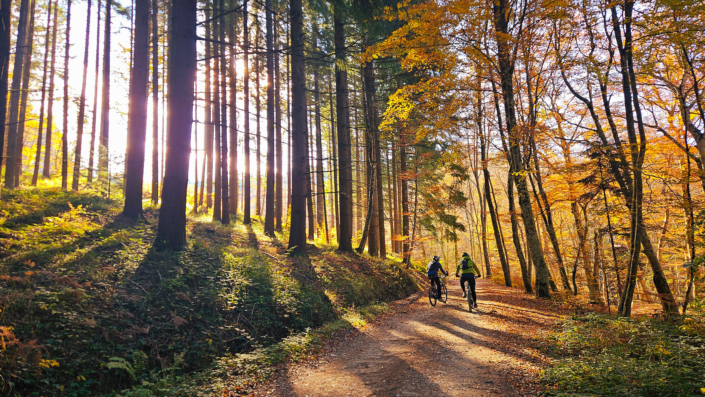 A nice ride in the woods