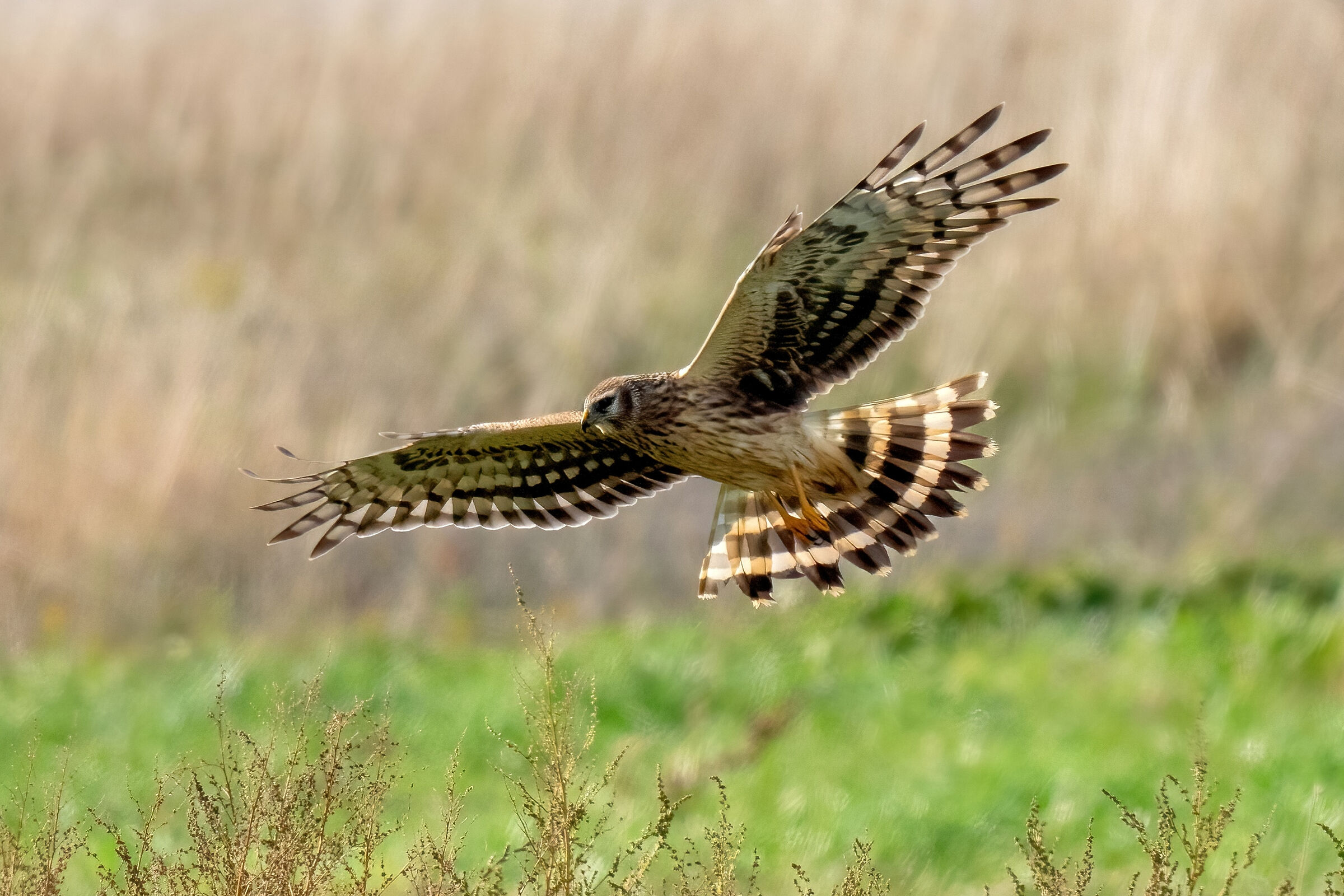 Albanella reale (Circus cyaneus) femmina