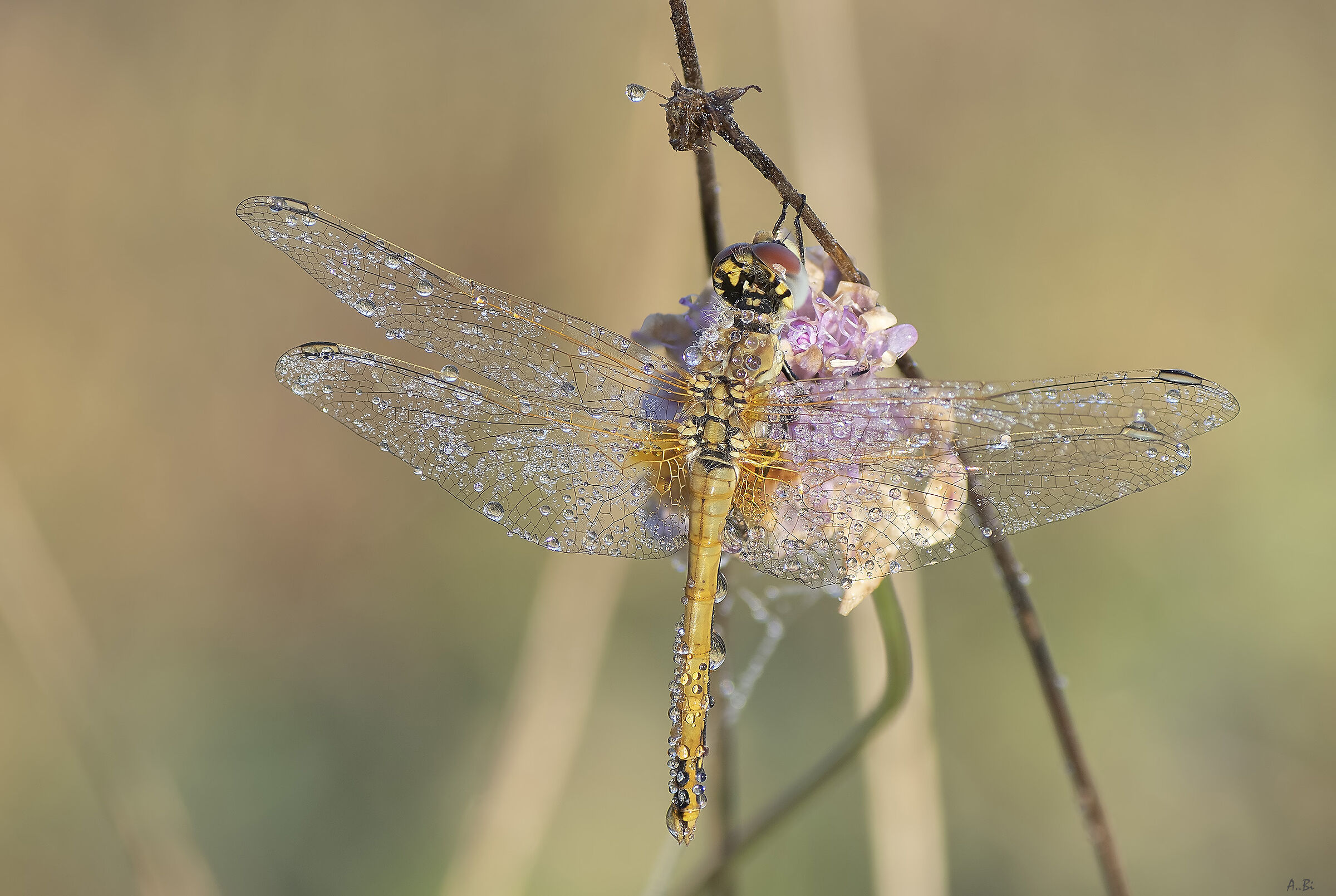 Libellula