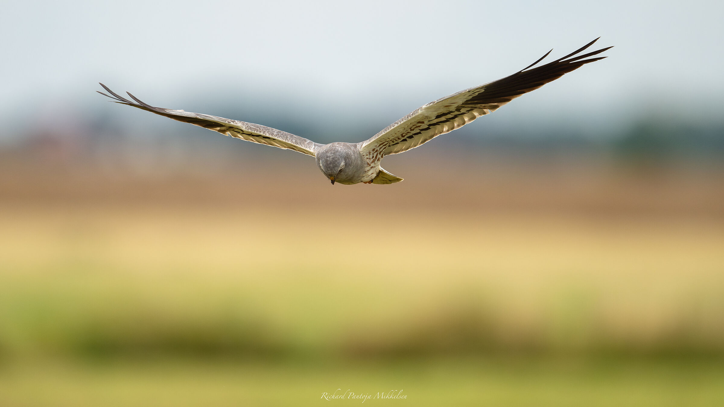 Montagus Harrier