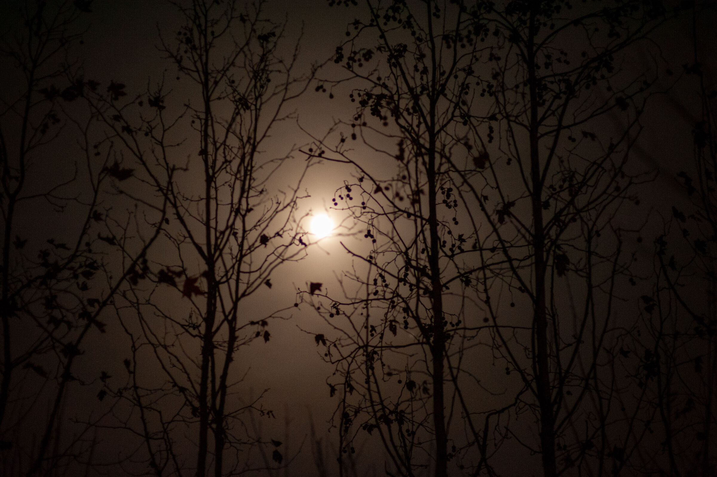Luna tra gli alberi
