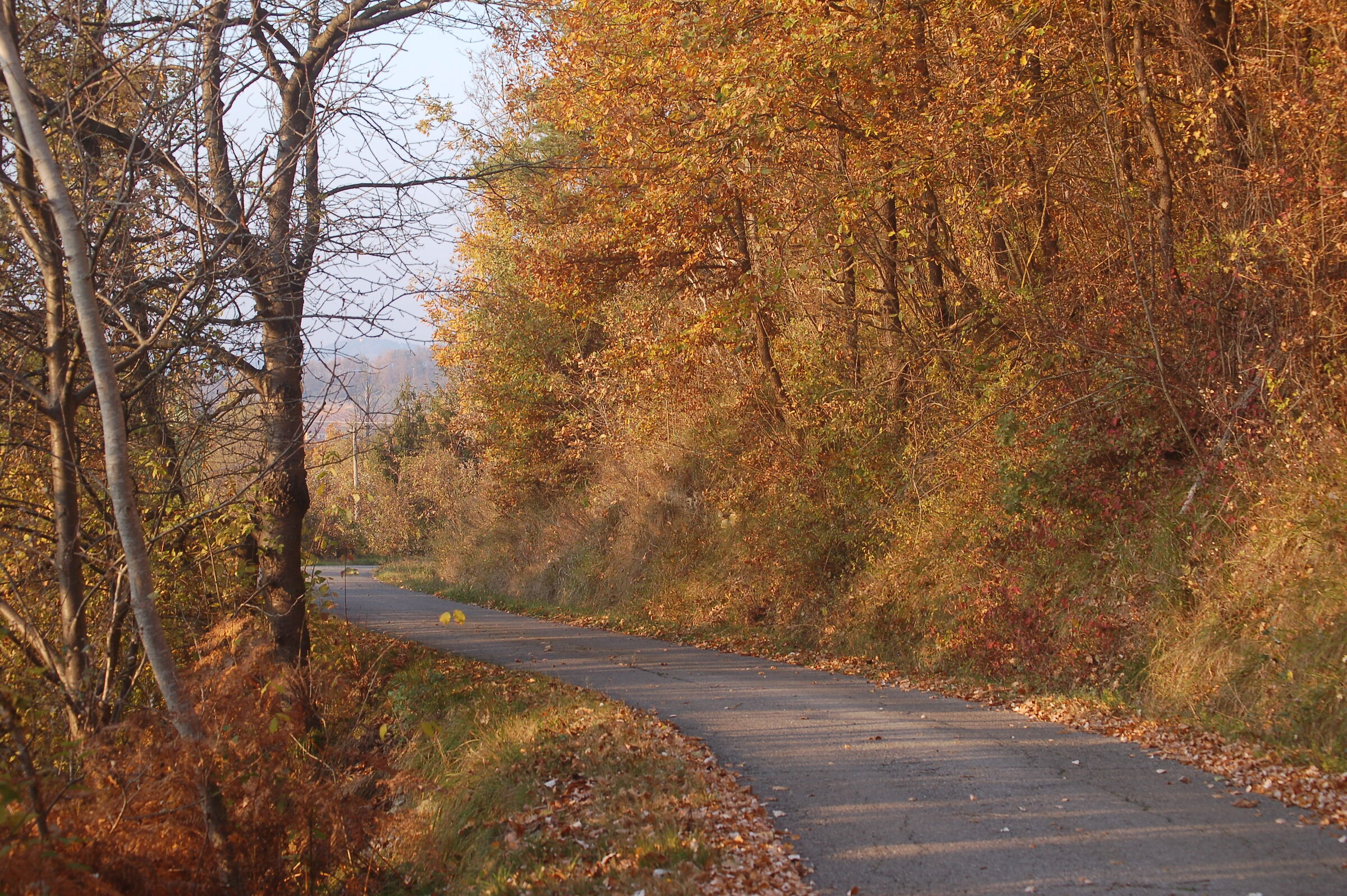 The autumn road