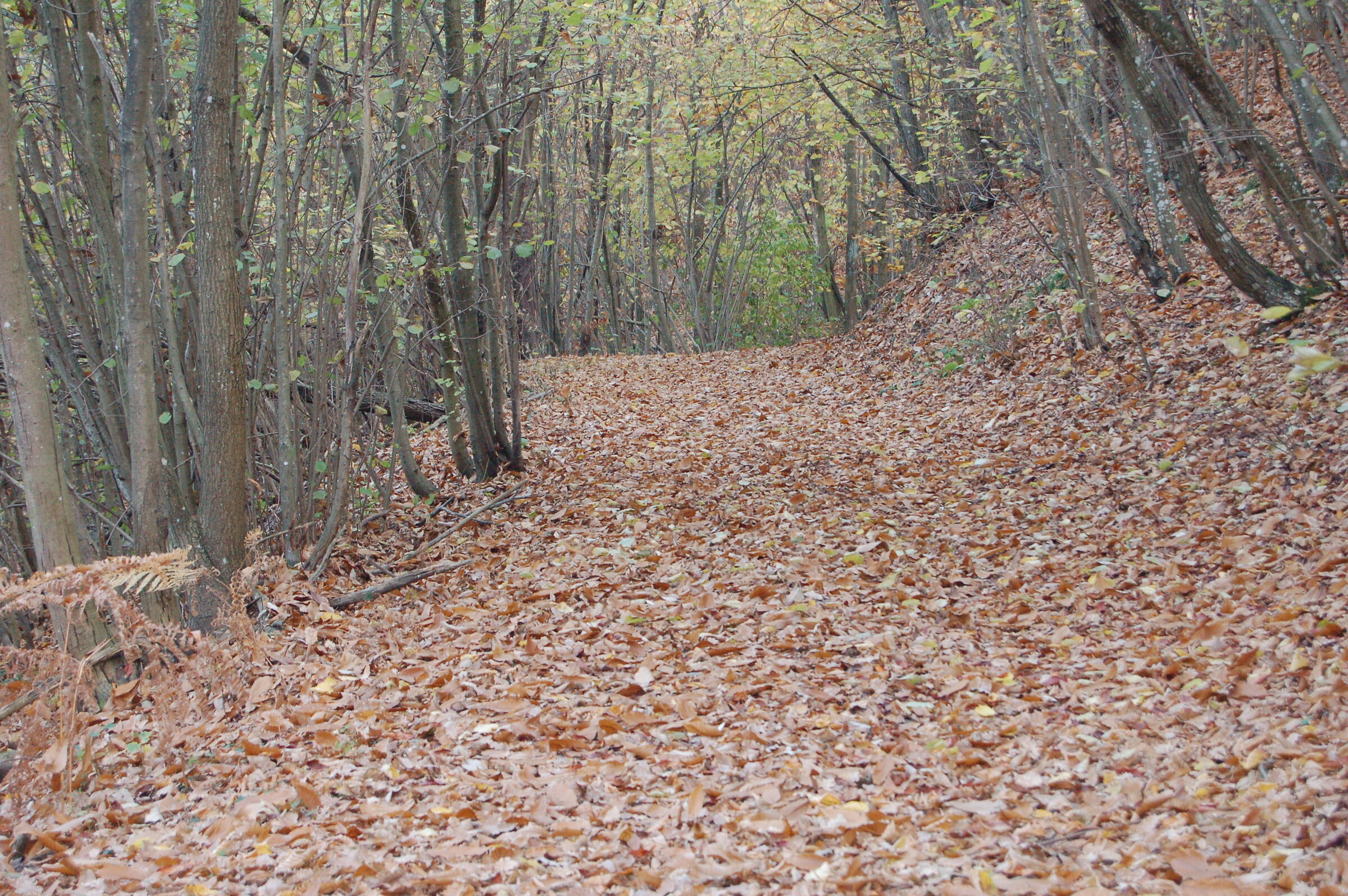 The road in the woods