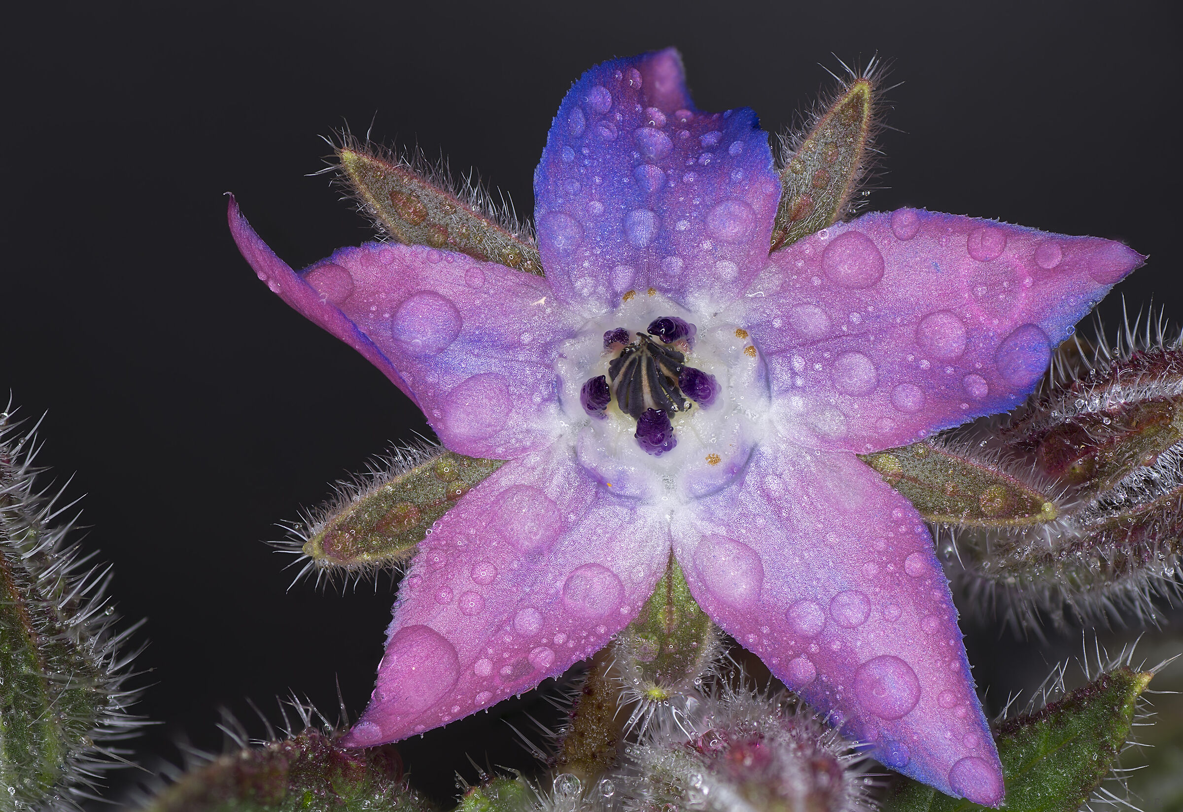 Autumn flower