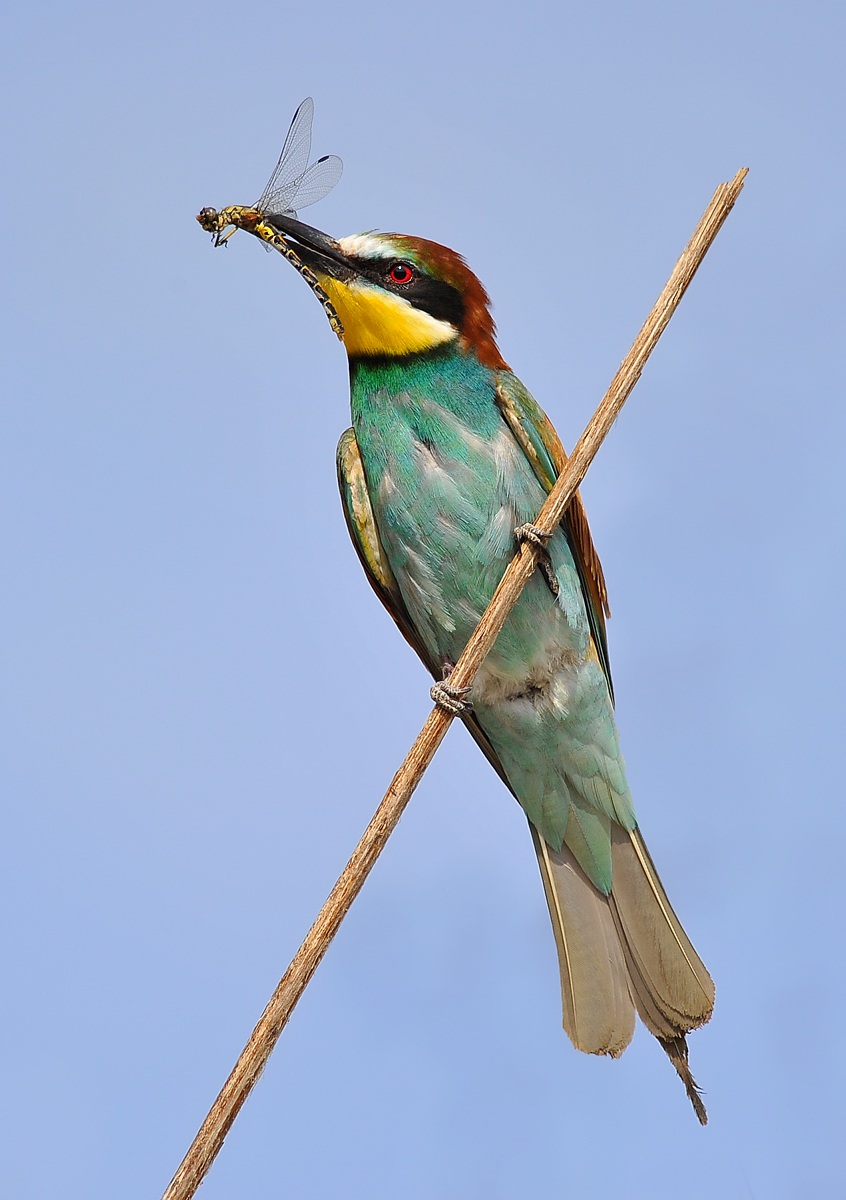 bee-eater with dragonfly