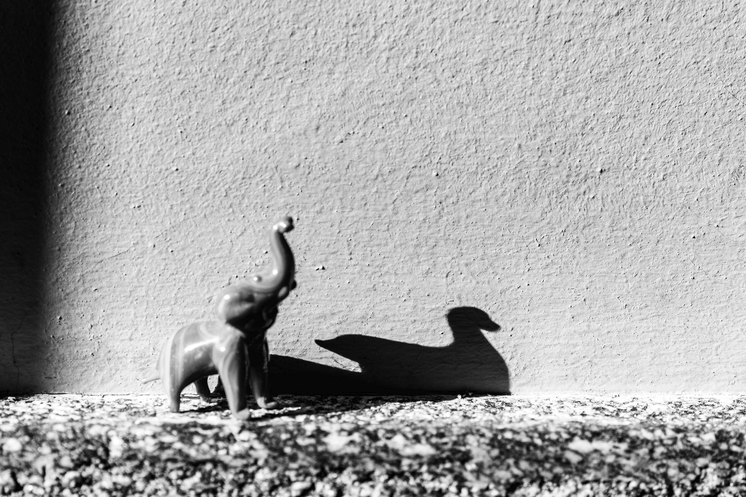 L'elefante e l'anatra