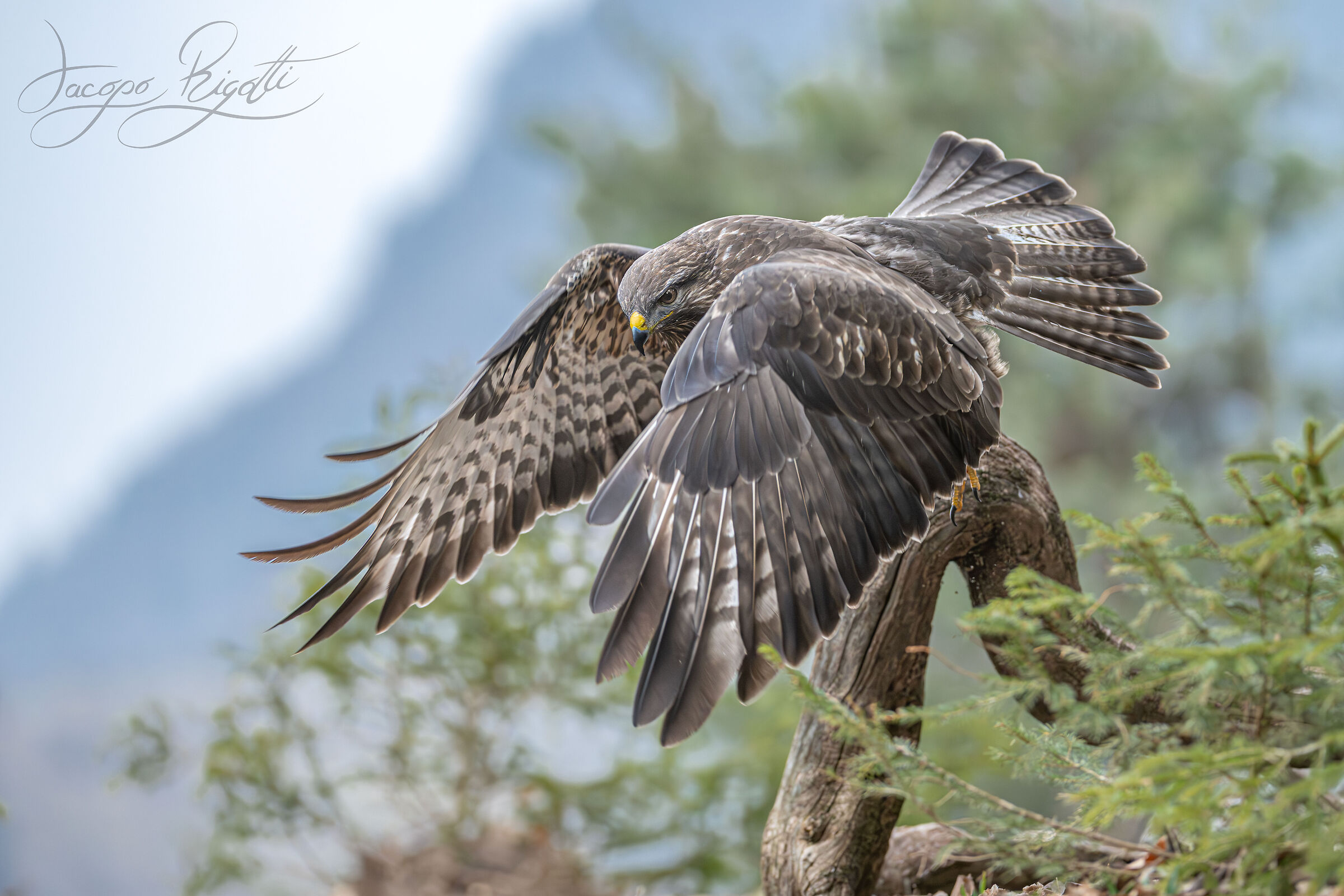 Buzzard at full power
