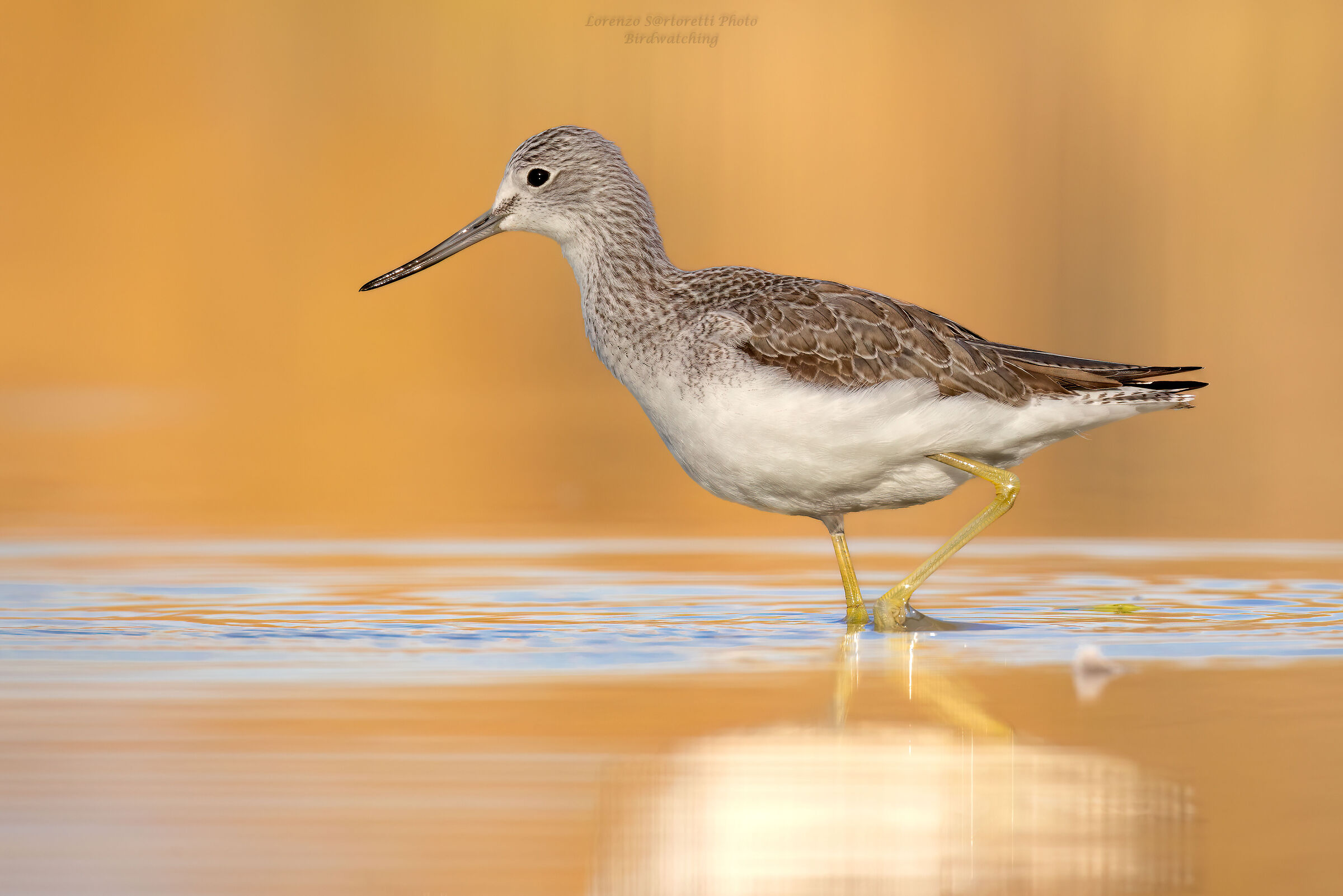 Greenshank