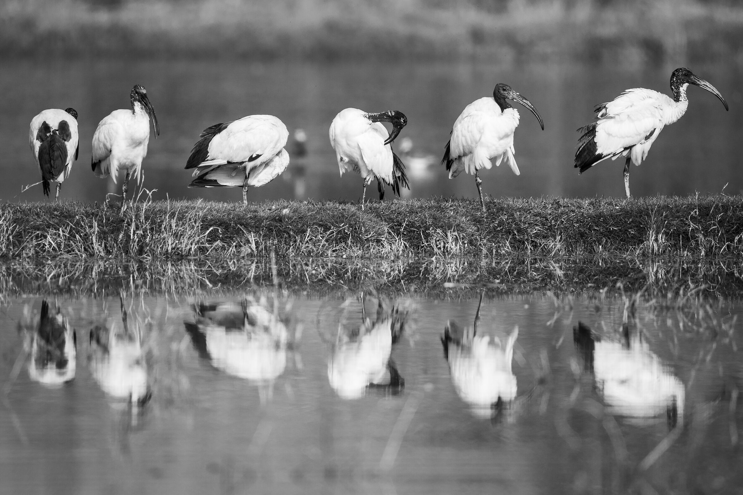 Ibis Evolution