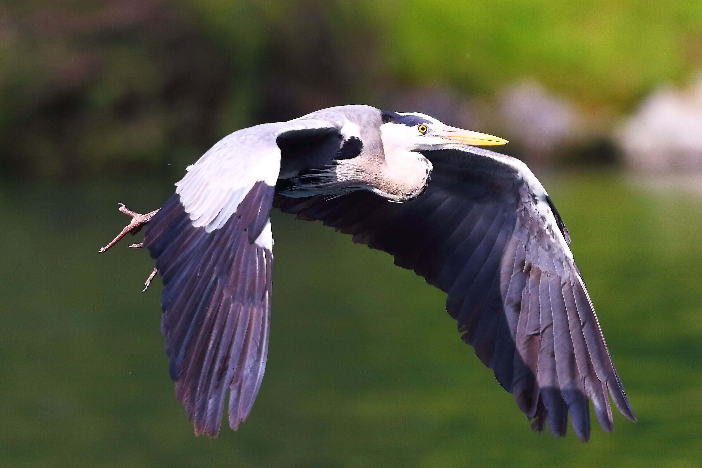 Cenerino maggio 2025 - 9999_74