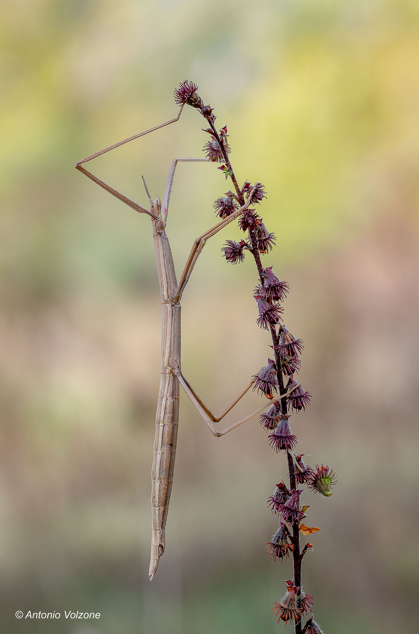 Stick insect