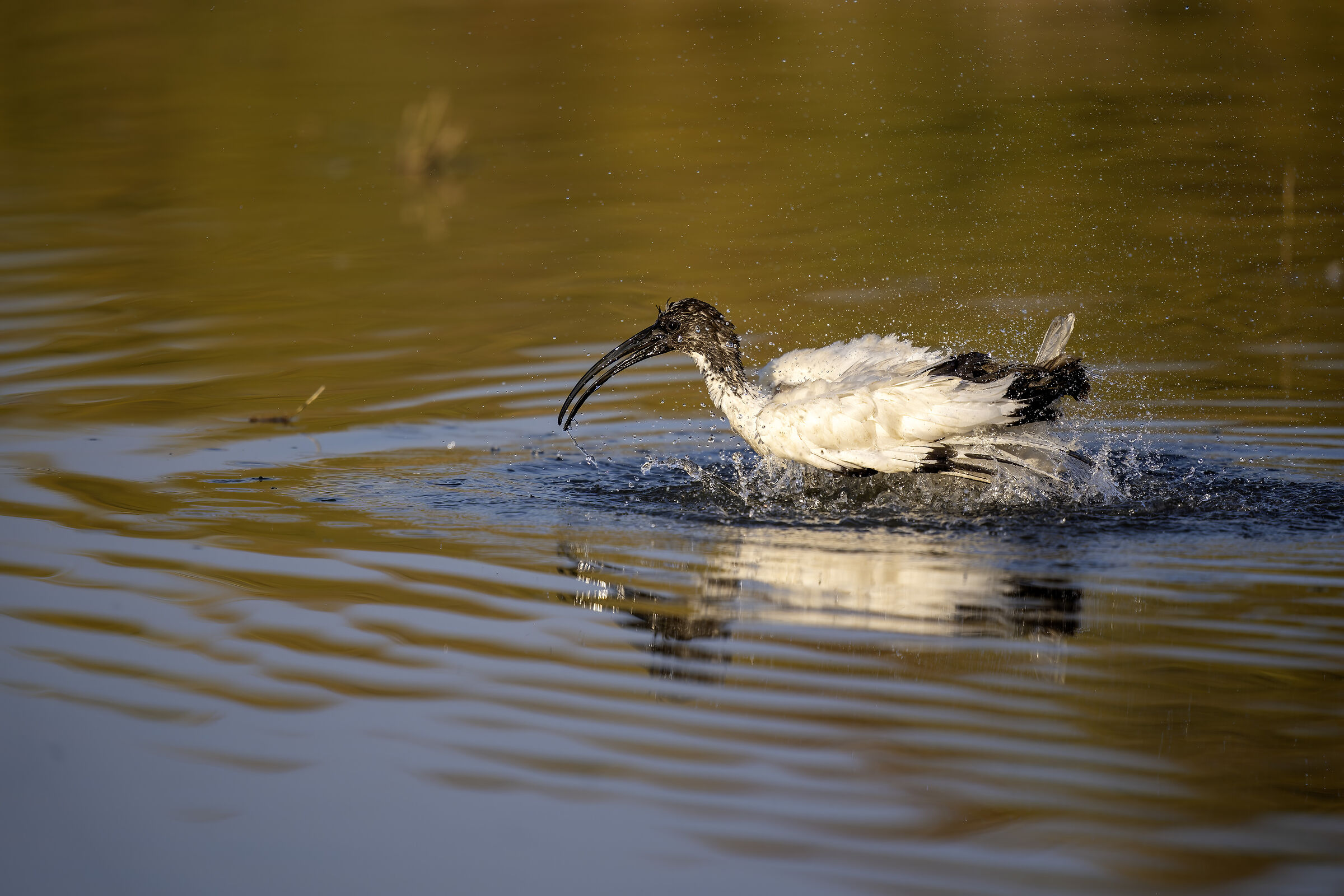 The bathroom of the sacred ibis
