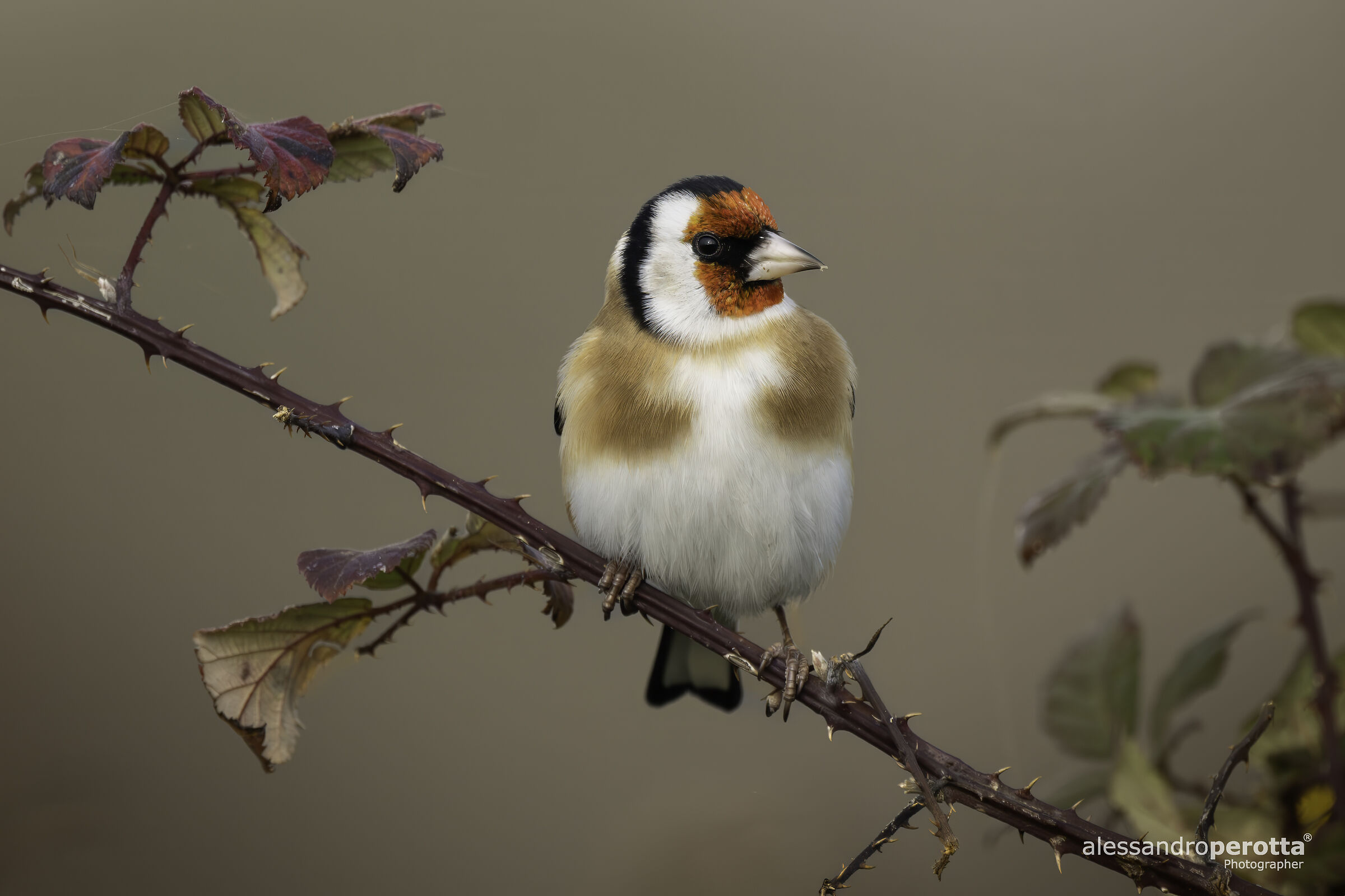 Carduelis carduelis