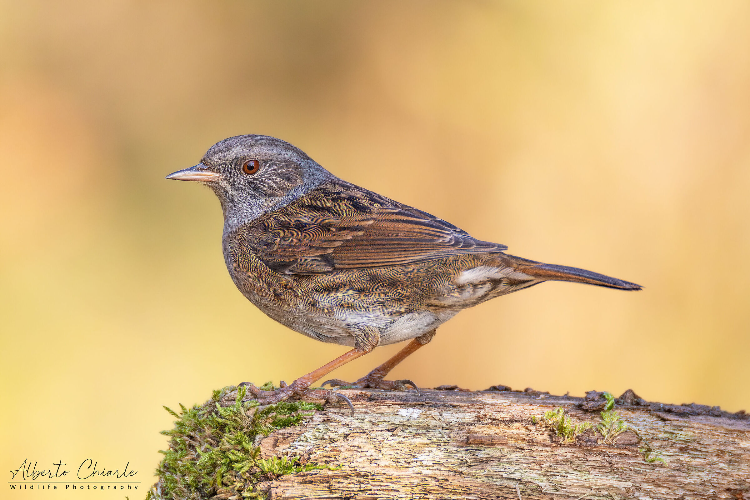 Dunnock