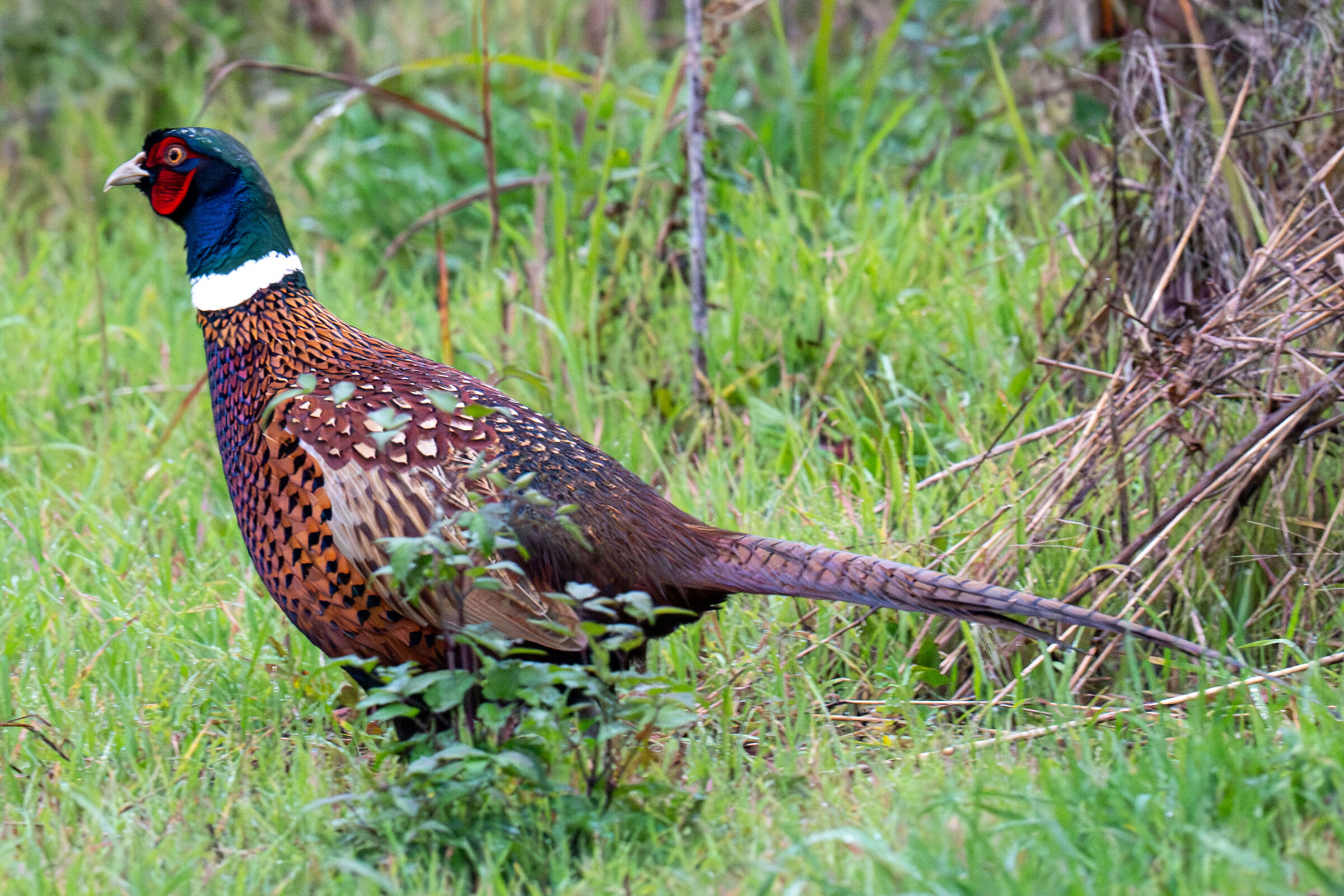 pheasant