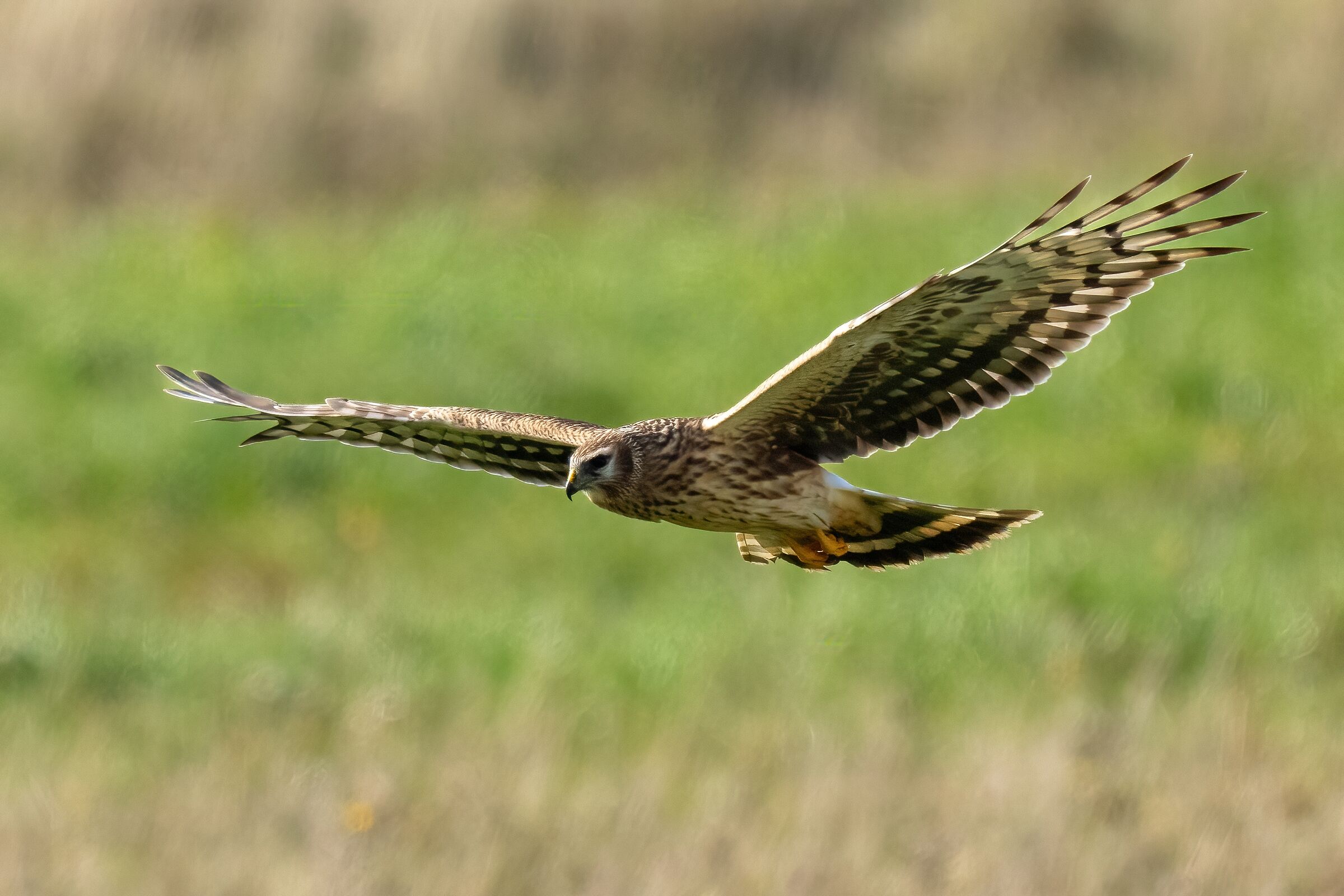 Hen Harrier (Circus cyaneus) female