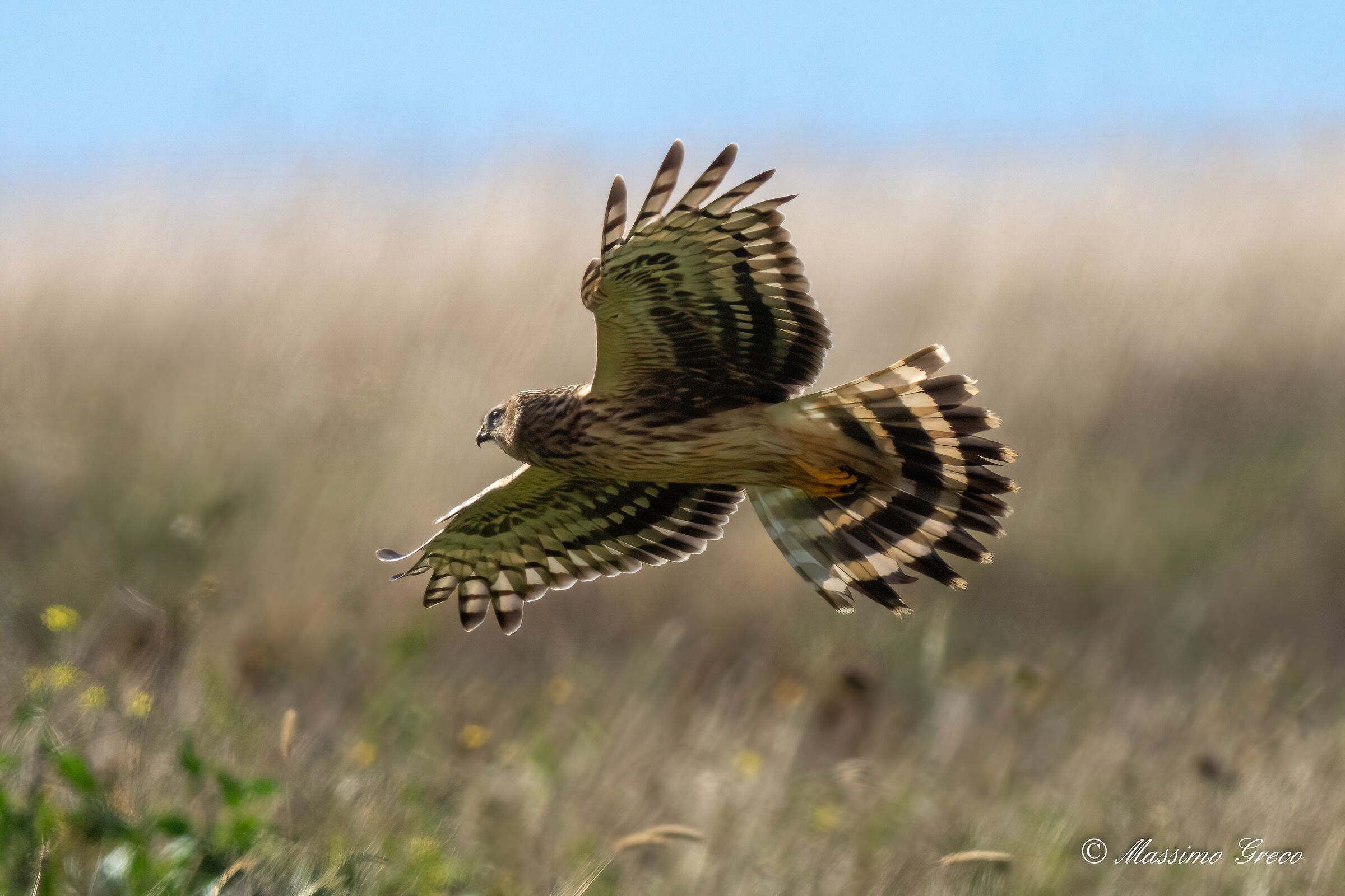 Albanella reale (Circus cyaneus) femmina