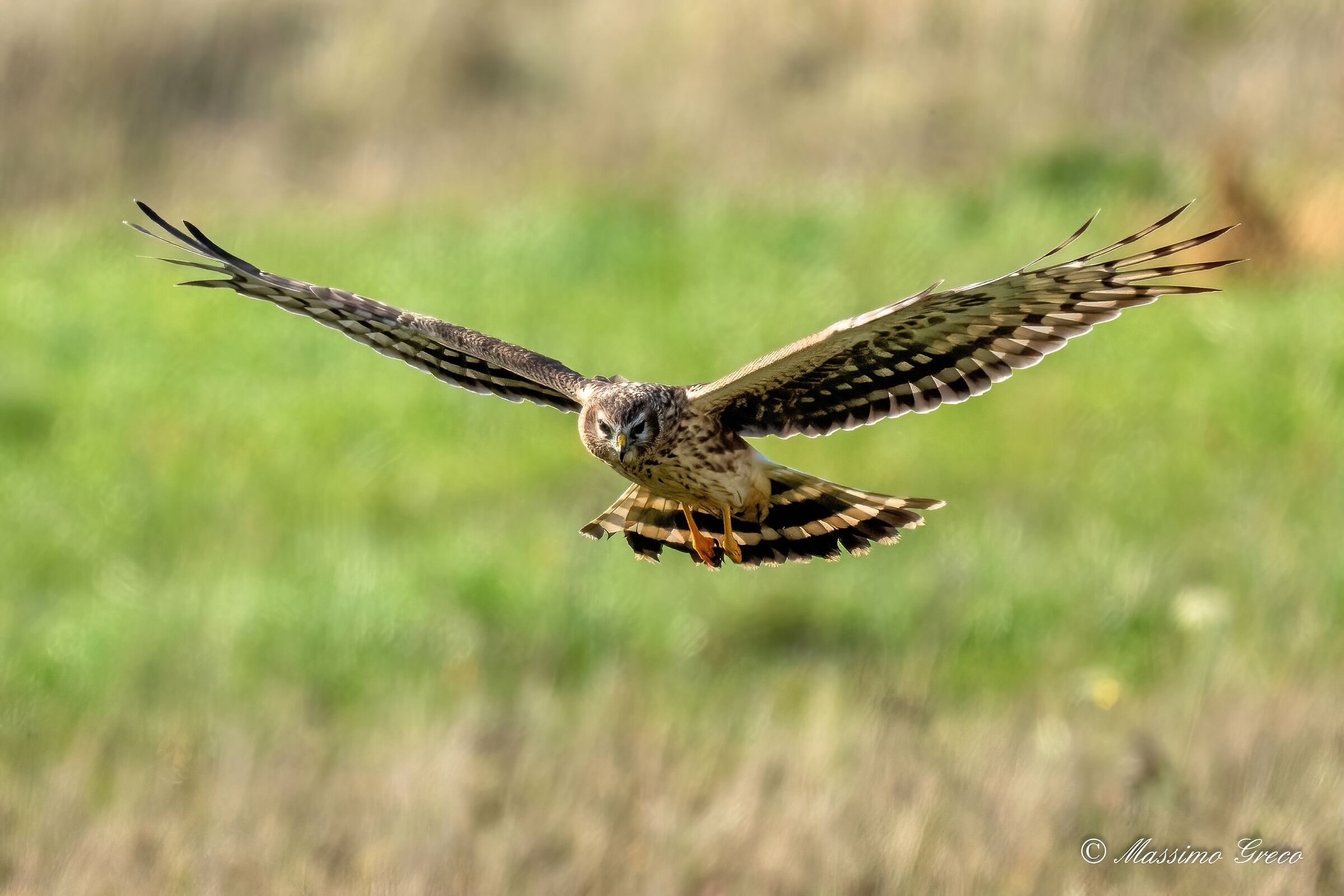 Albanella reale (Circus cyaneus) femmina