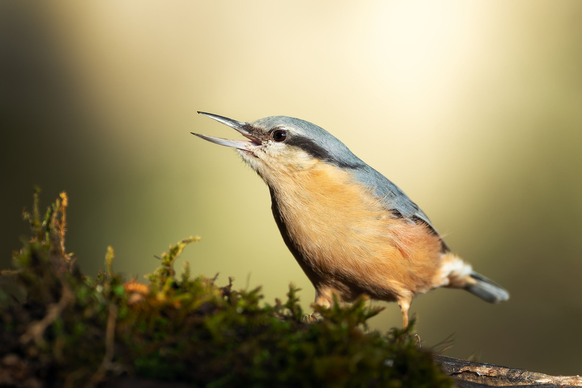 Wood nuthatch
