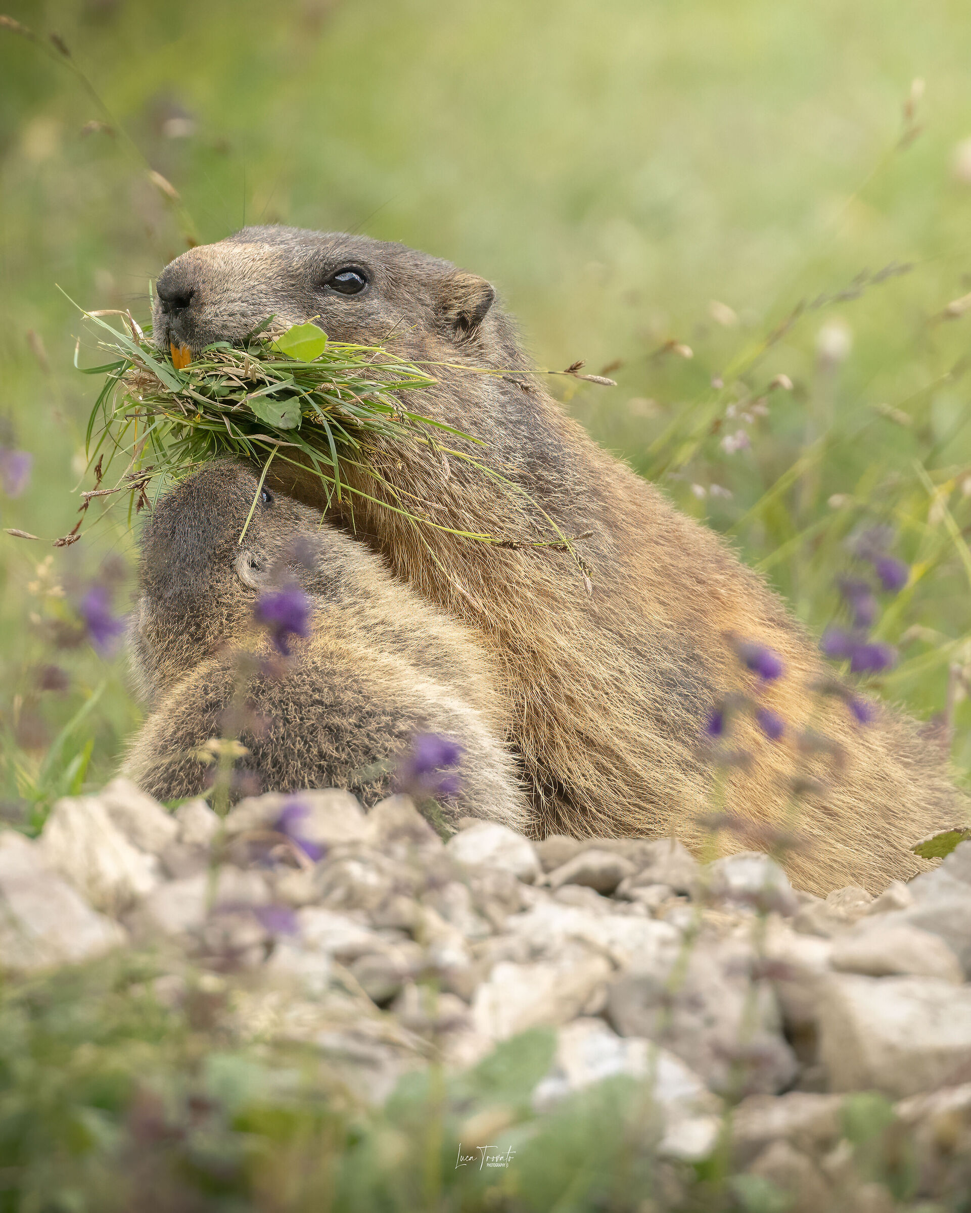 Marmotte