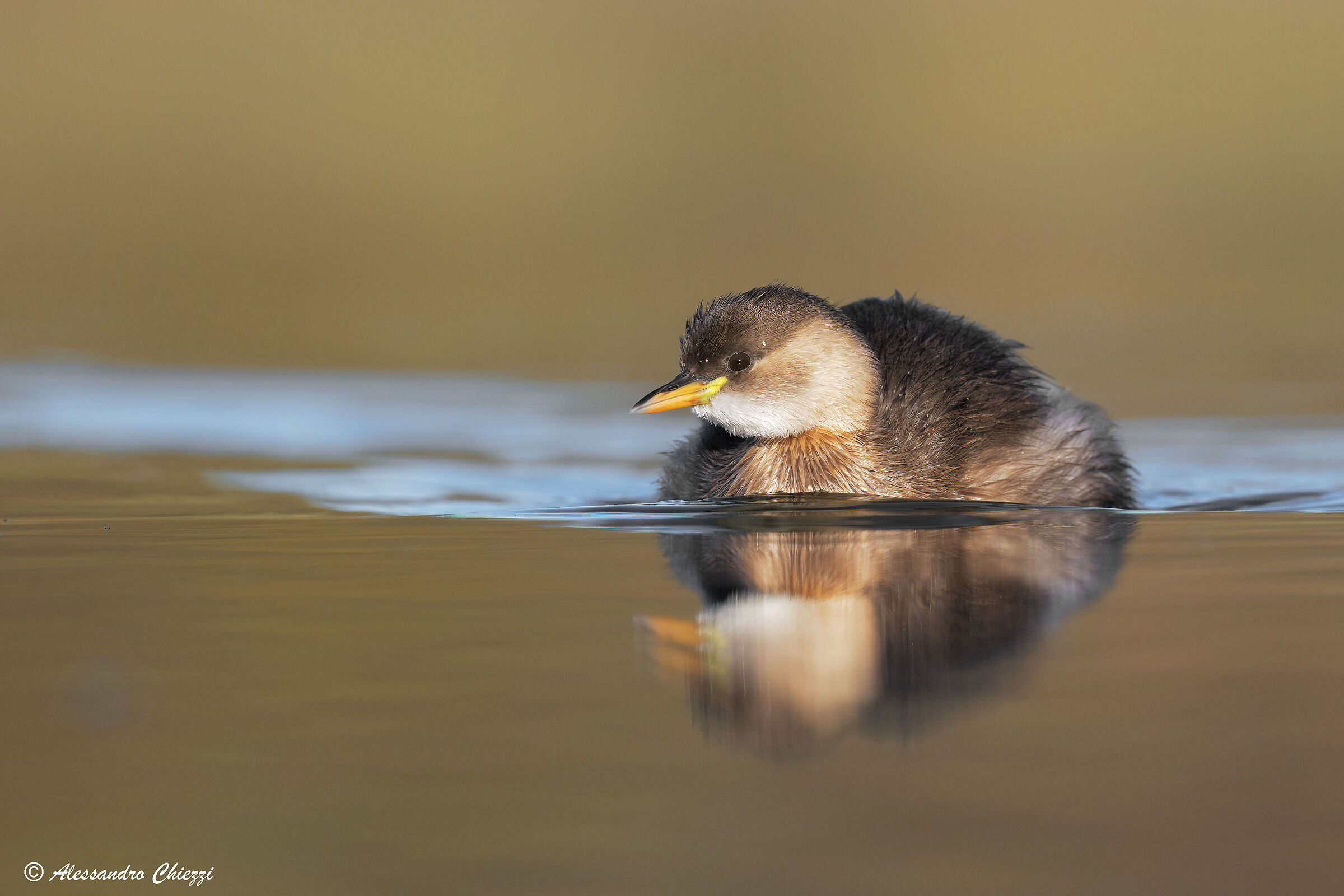 Little Grebe at dawn