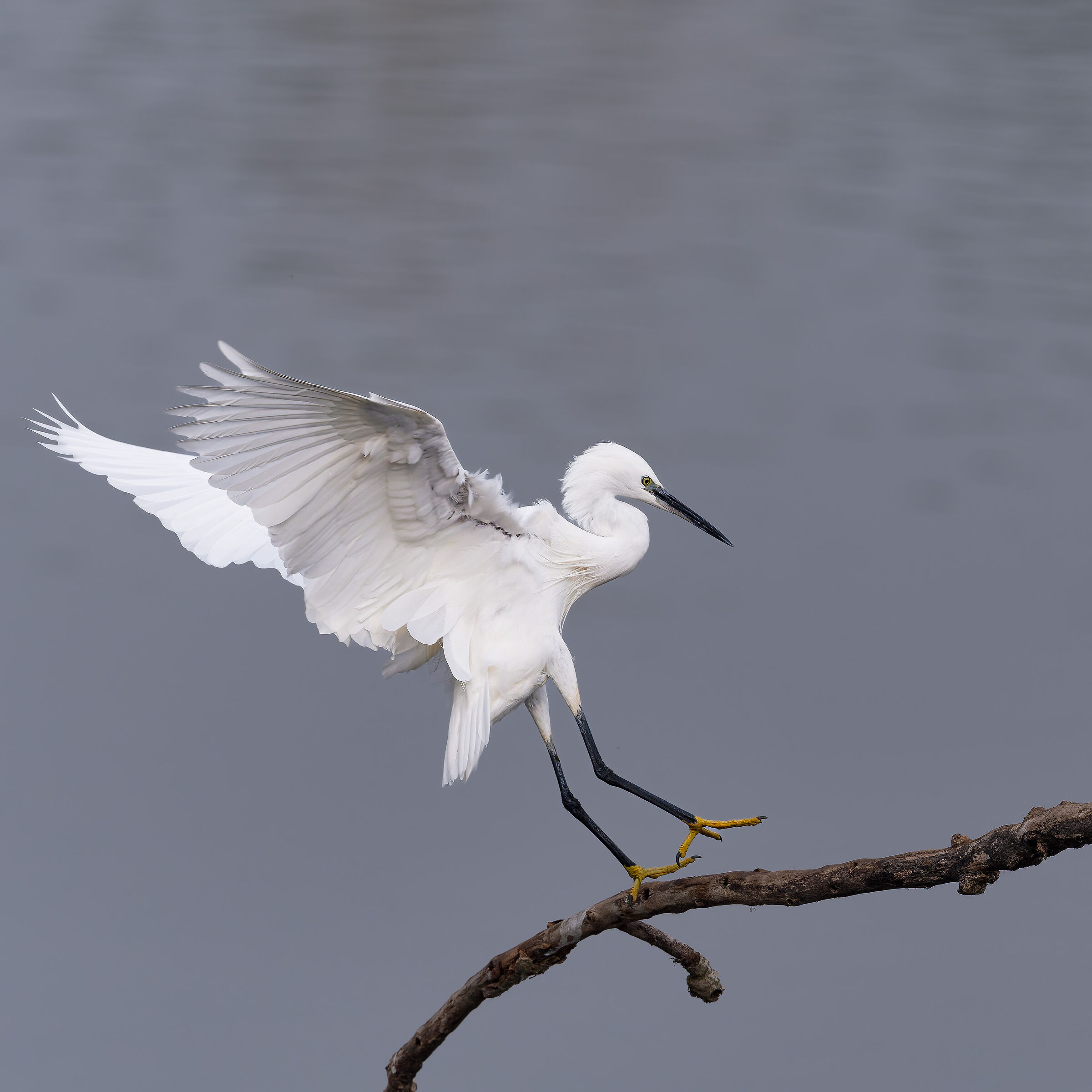 Little Sheep Boy - Meisino Park - Turin