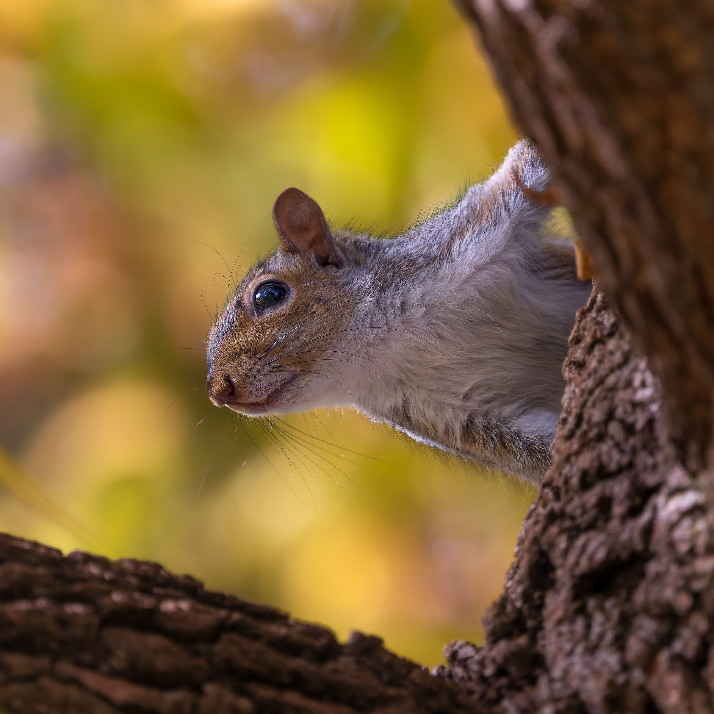 Grey Squirrel - Meisino Park - Turin