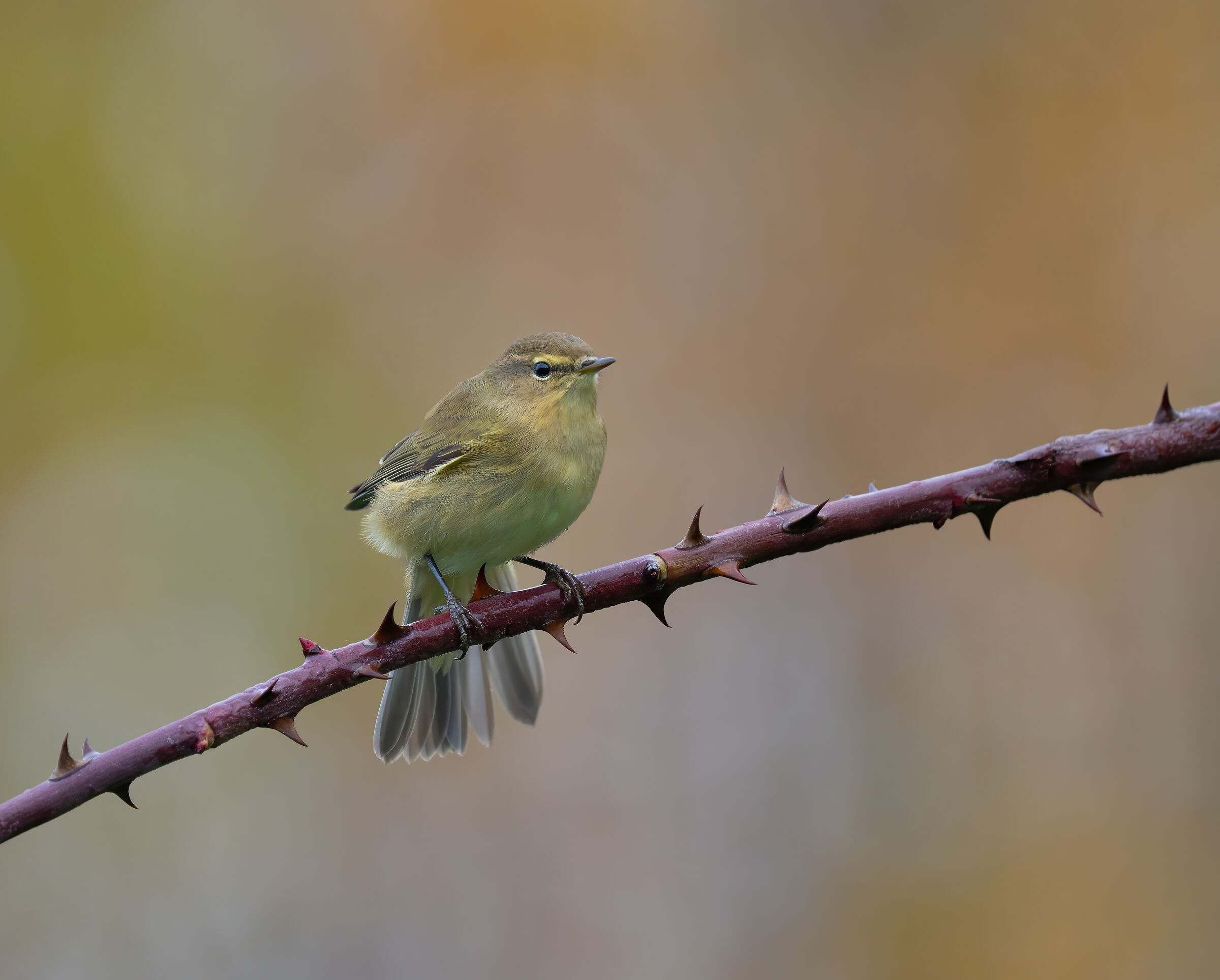Chiffchaff