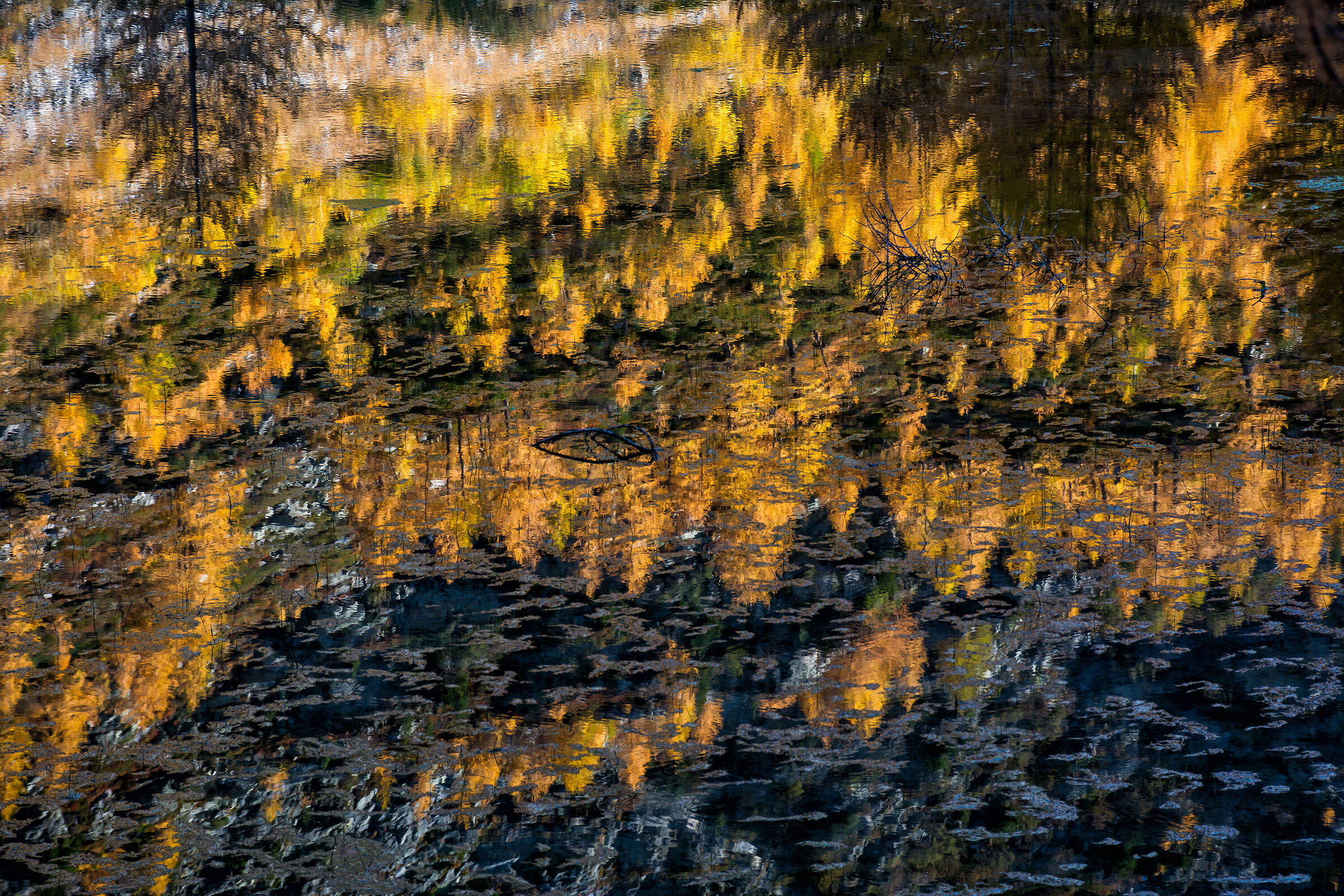 Larici dorati riflessi