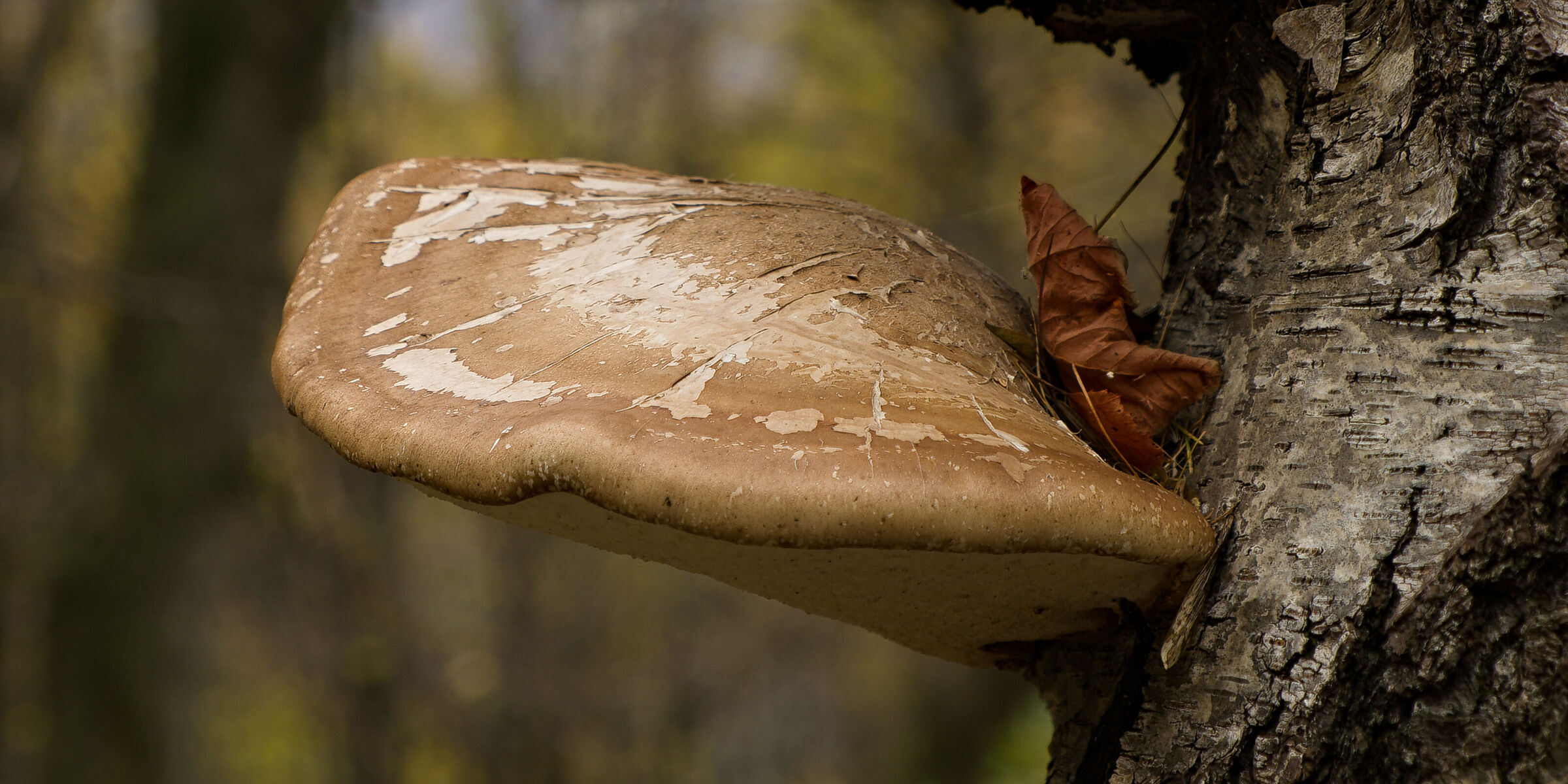 Opportunismo e Fragilità