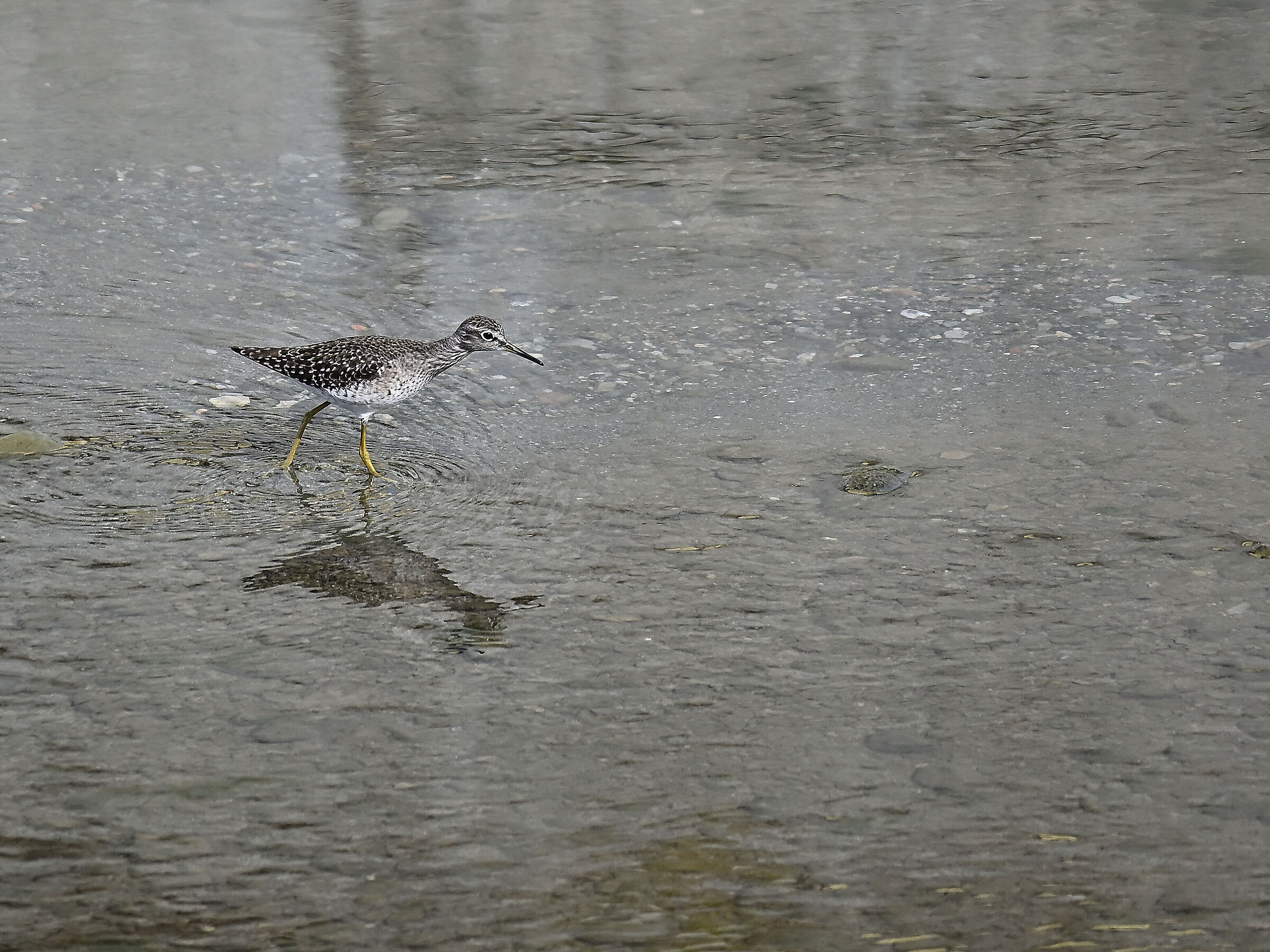 Piro piro boschereccio