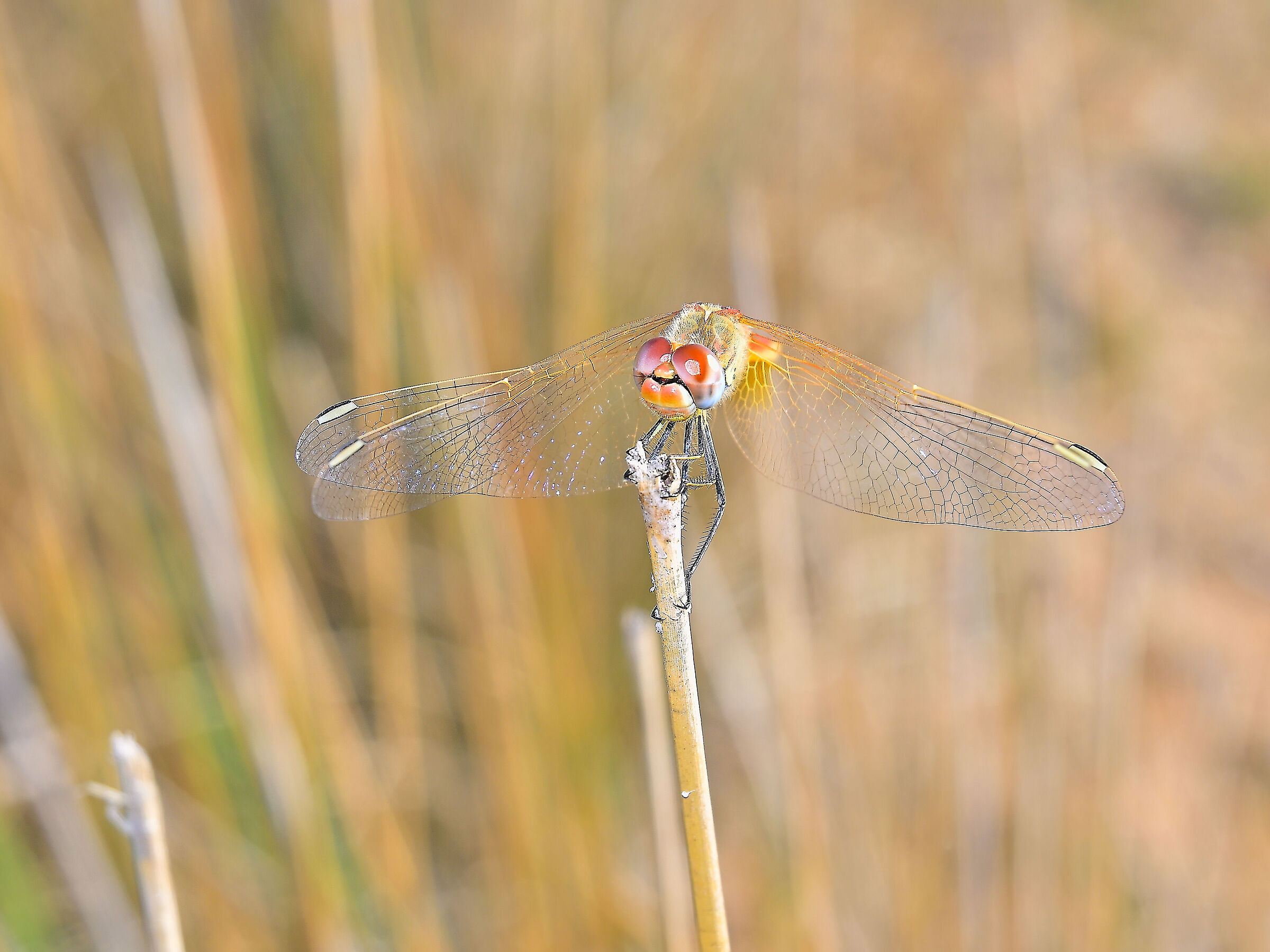 sympetrum fonscolombii