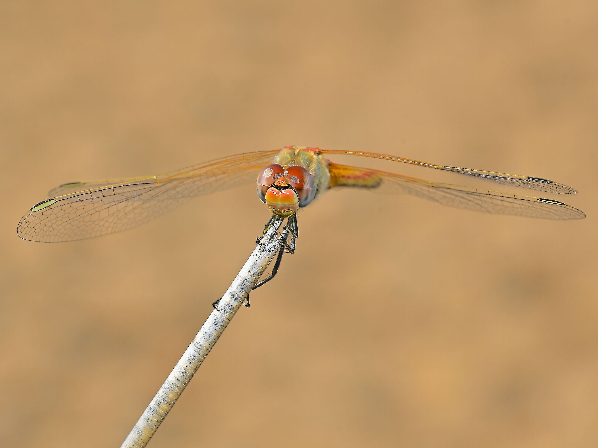 sympetrum fonscolombii