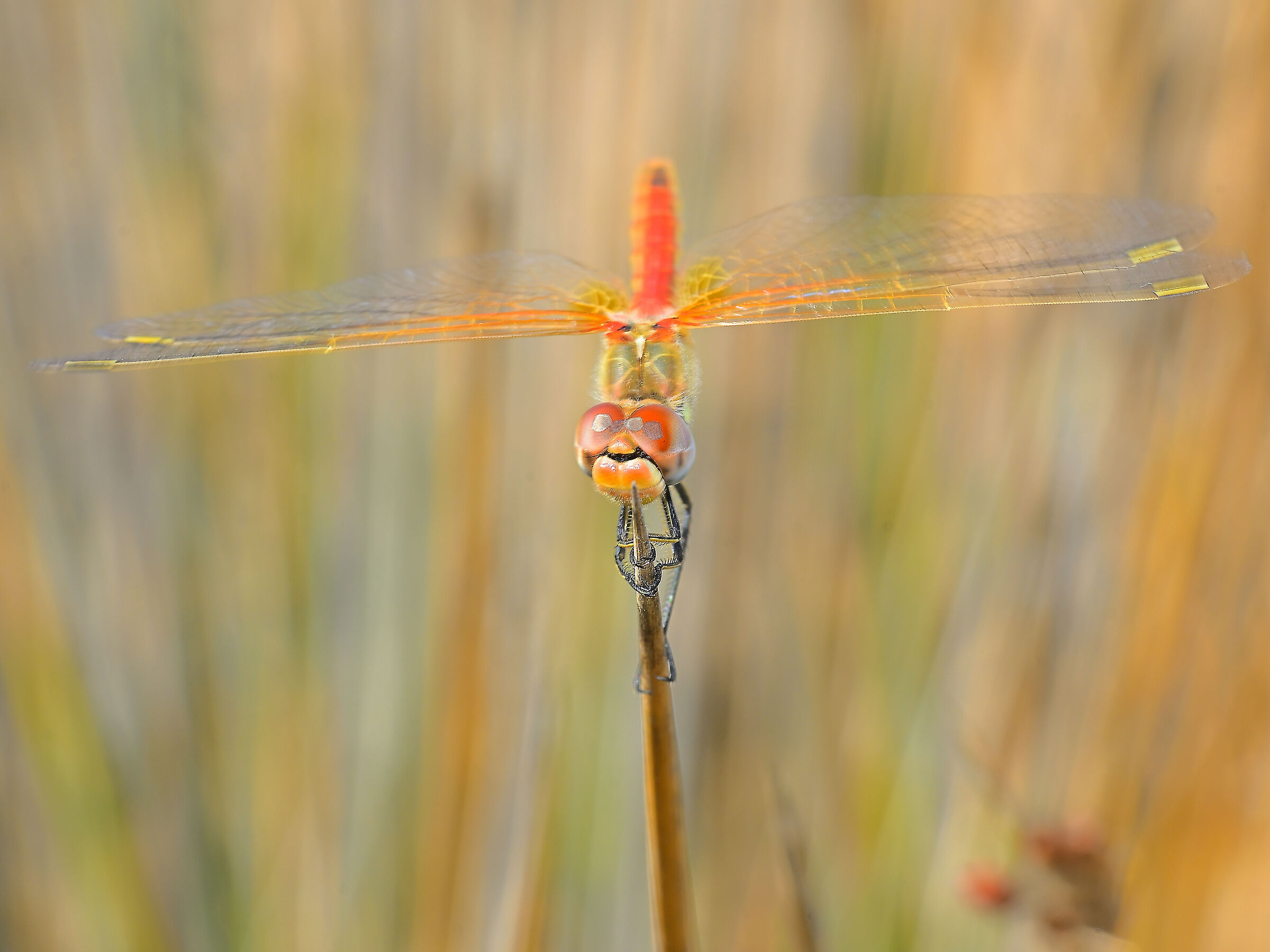 sympetrum fonscolombii