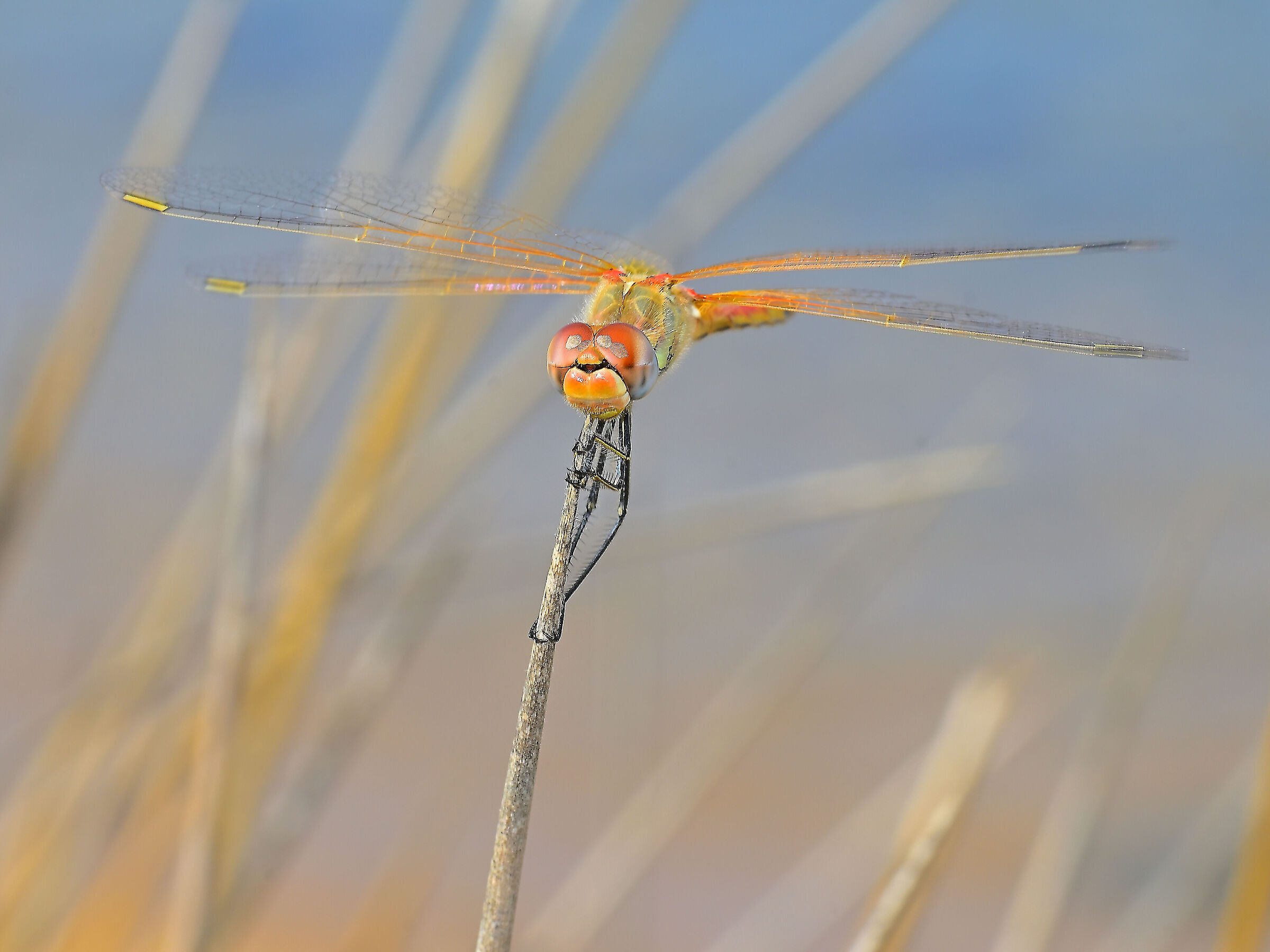 sympetrum fonscolombii