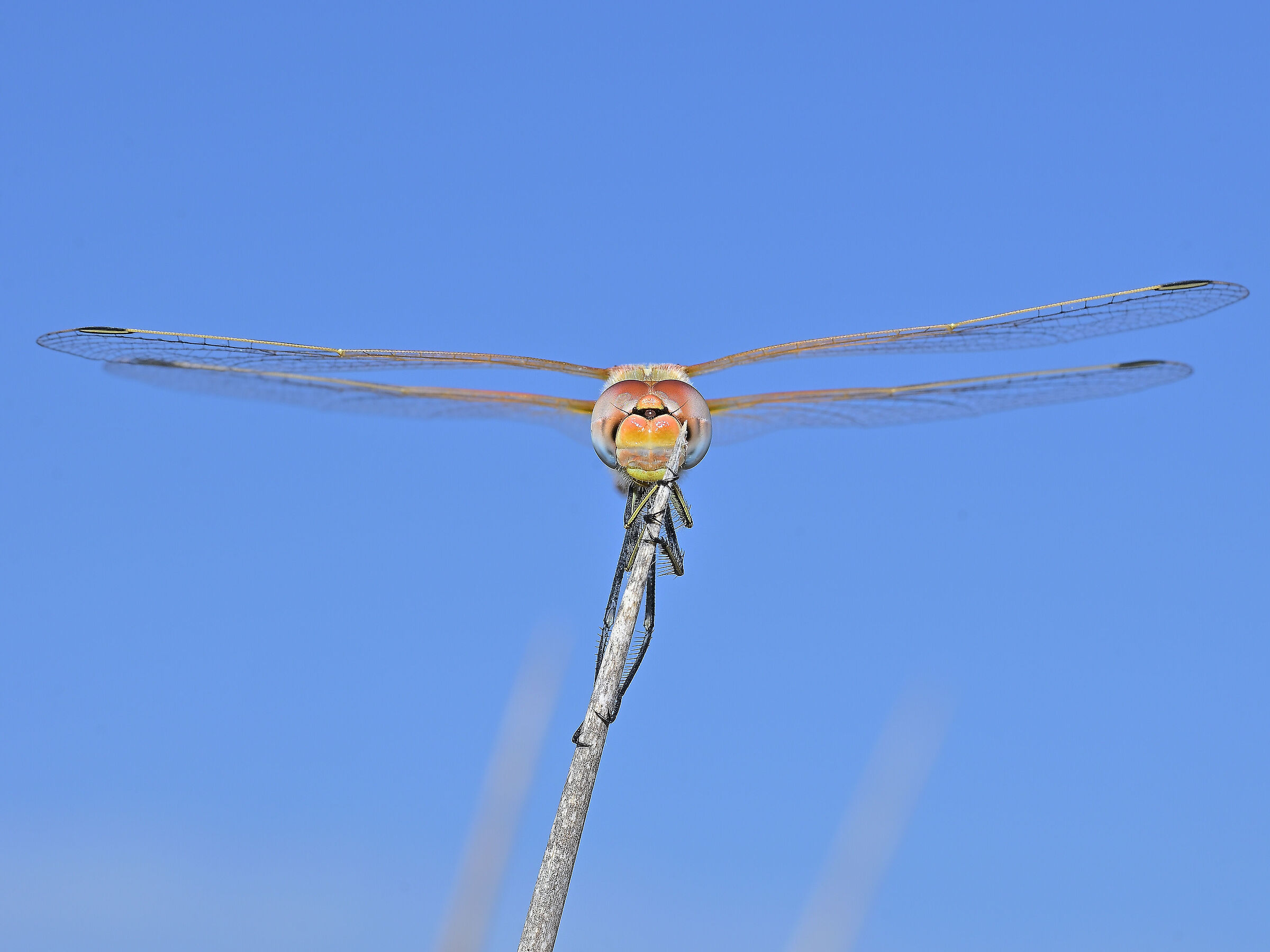 Sympetrum Fonscolombii
