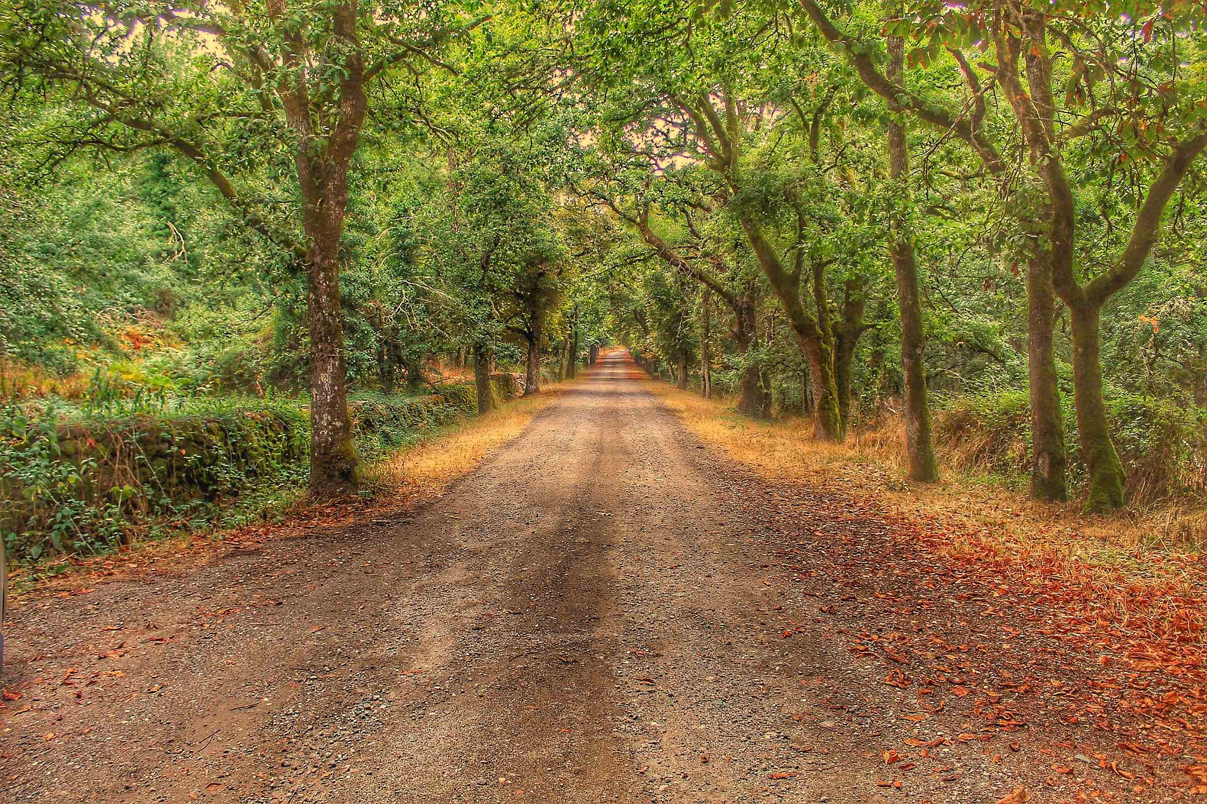Il viale