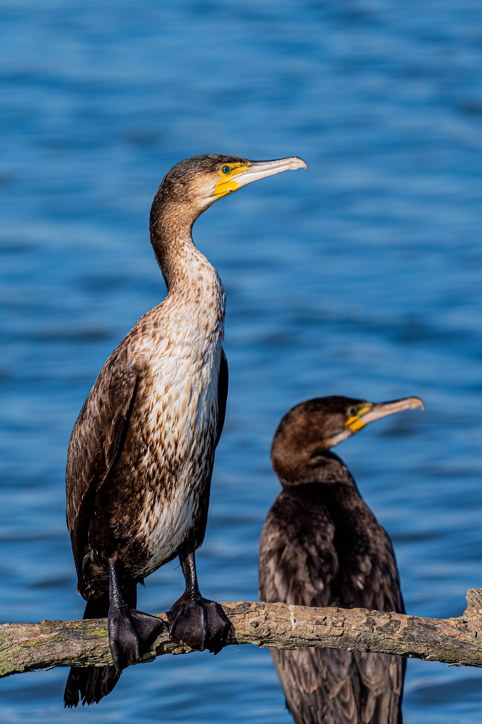 Cormorano